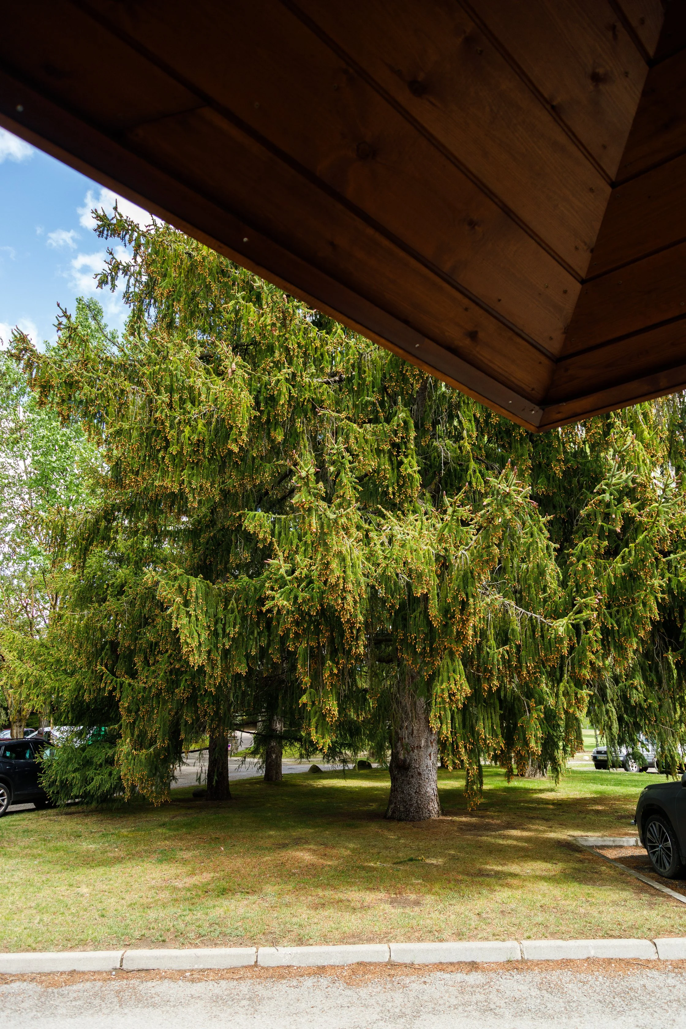 DXR_6110.jpg
