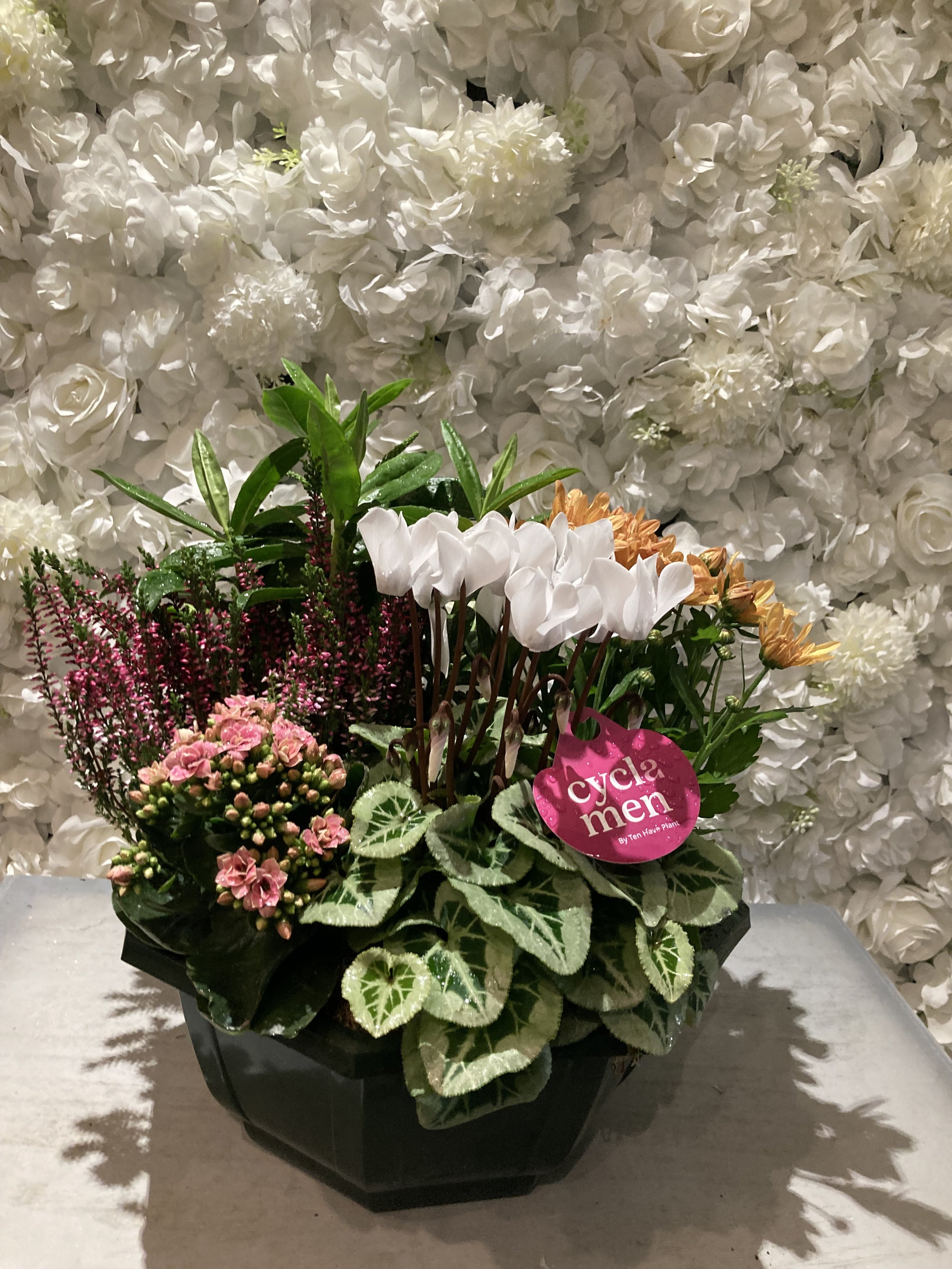 Coupe de cinq plantes de saison