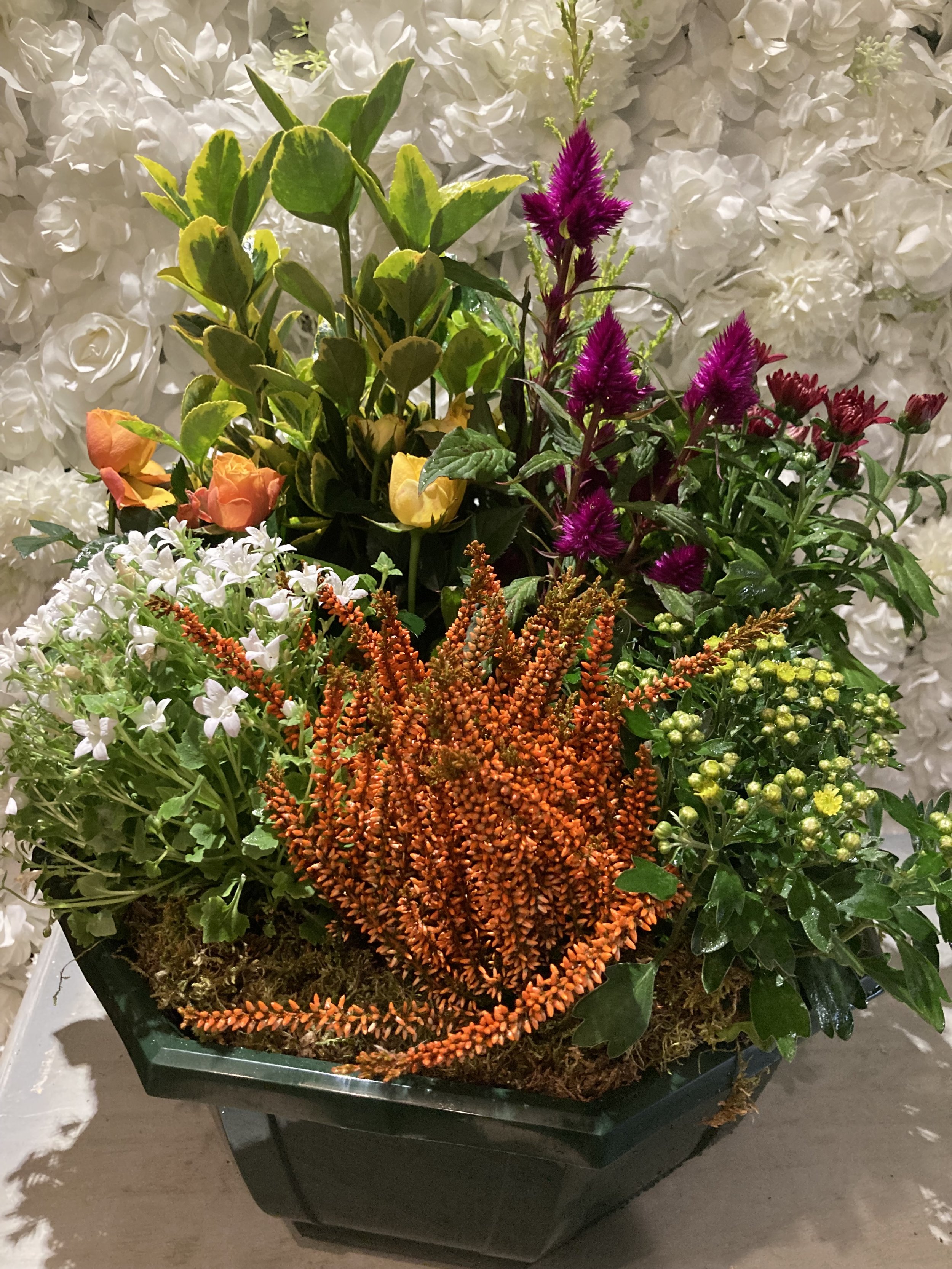 Coupe de sept plantes de saison