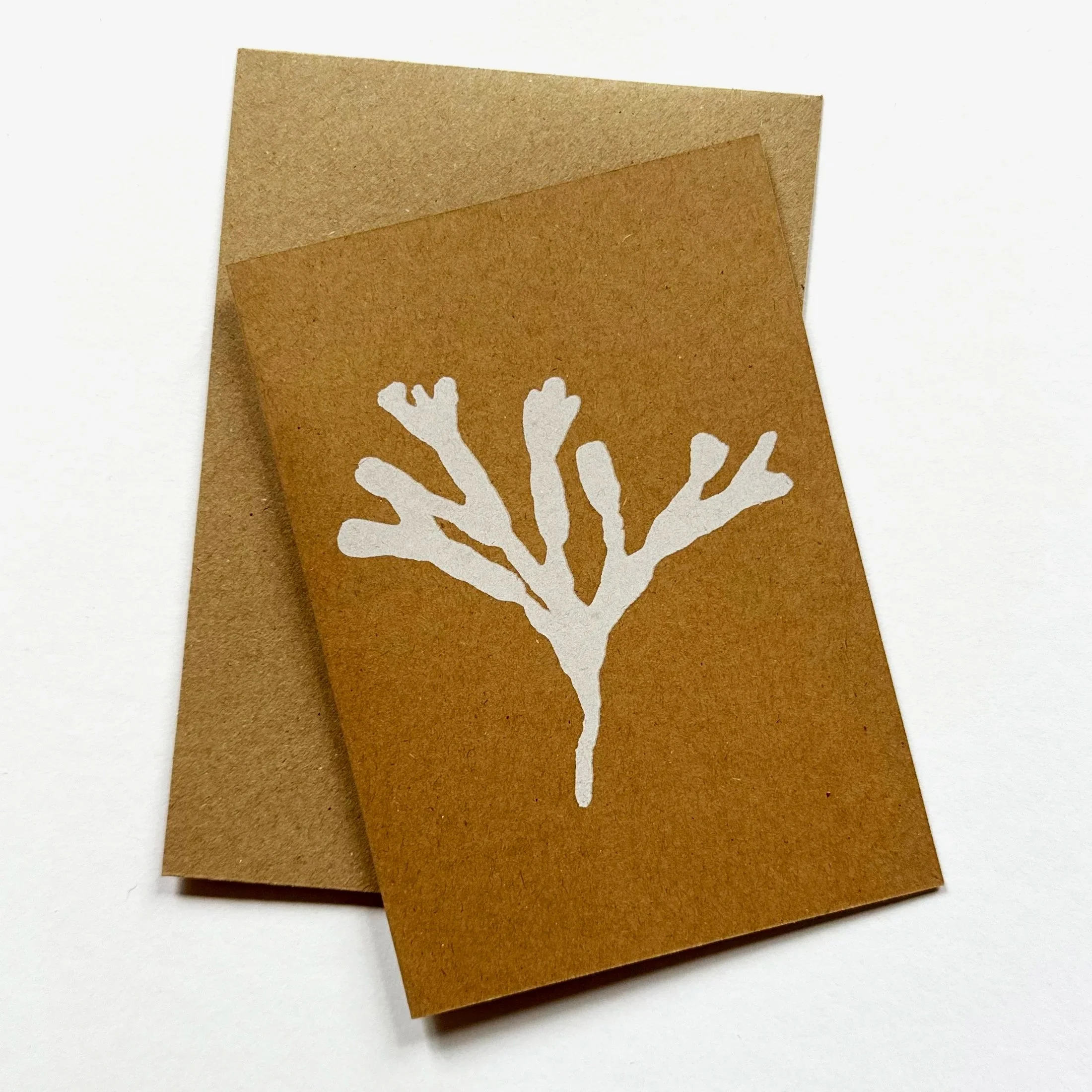 Kelp+card_white.jpg