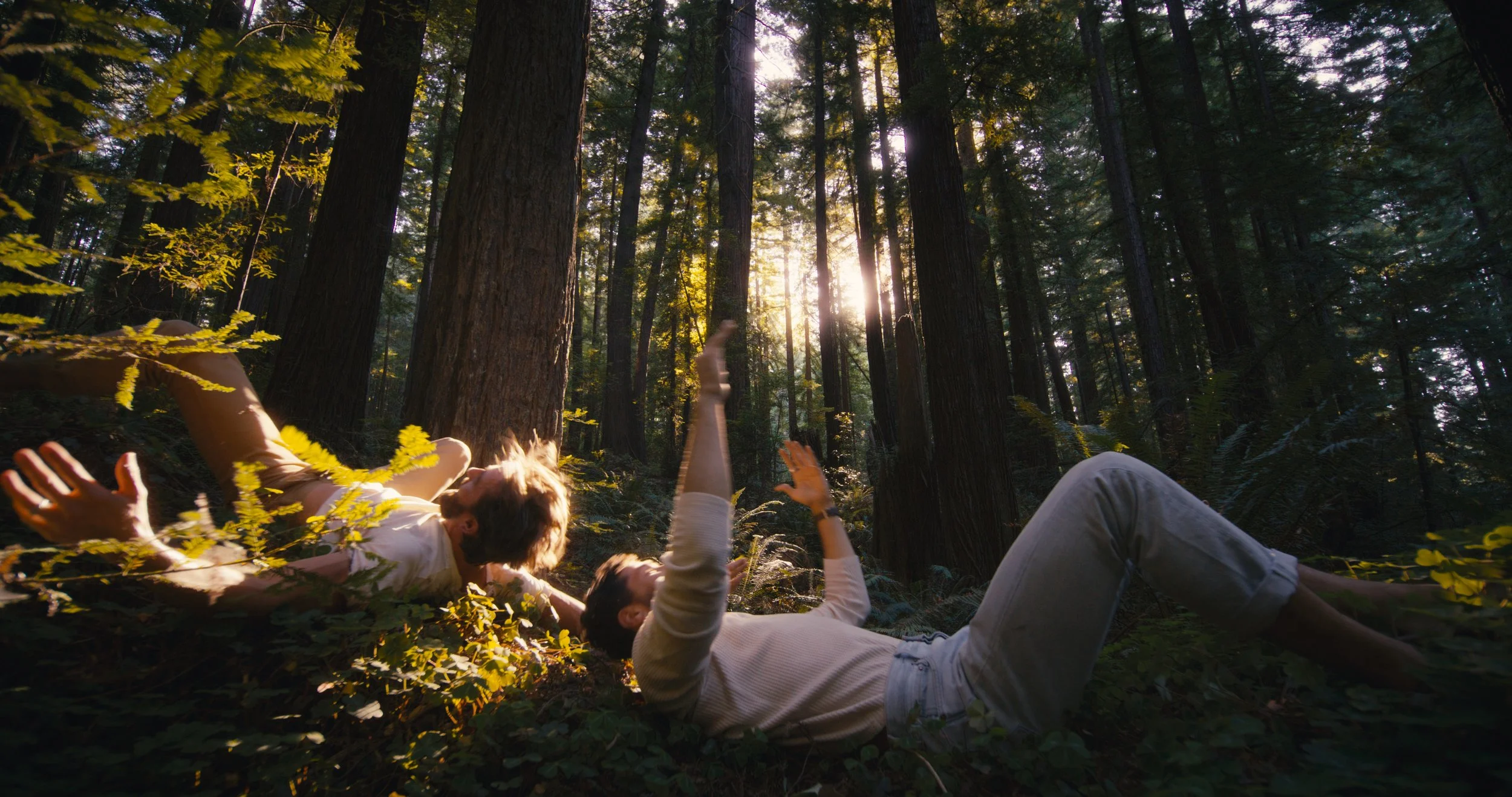 falling woods_3.3.2.jpg