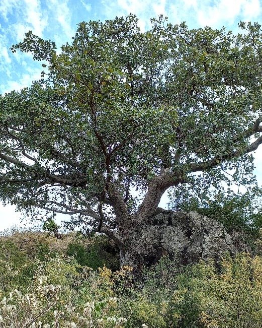 Fig trees convert atmospheric CO2 to stone