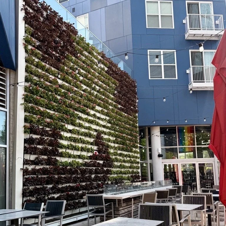 Patio season just got a little greener ☀️🌿 check out this summer's backdrop at @thetapbeer!