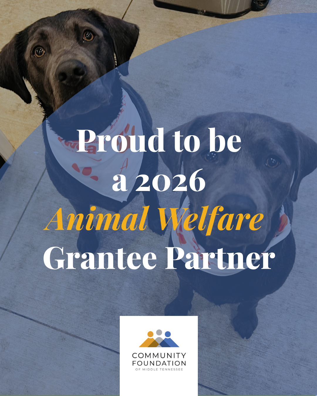 YWCA Nashville &amp; Middle Tennessee Receives $10,000 Grant from Animal Welfare Fund at Community Foundation of Middle Tennessee