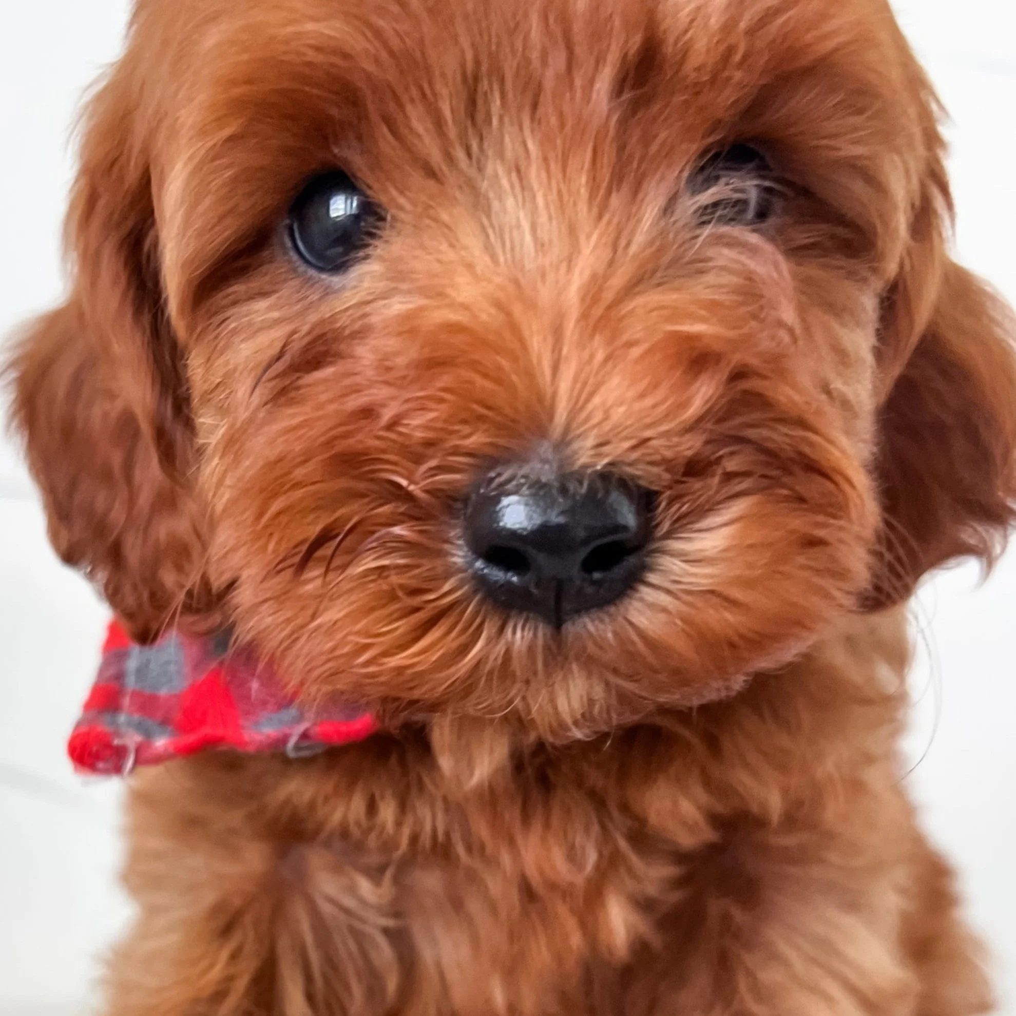 Cavapoo.jpg