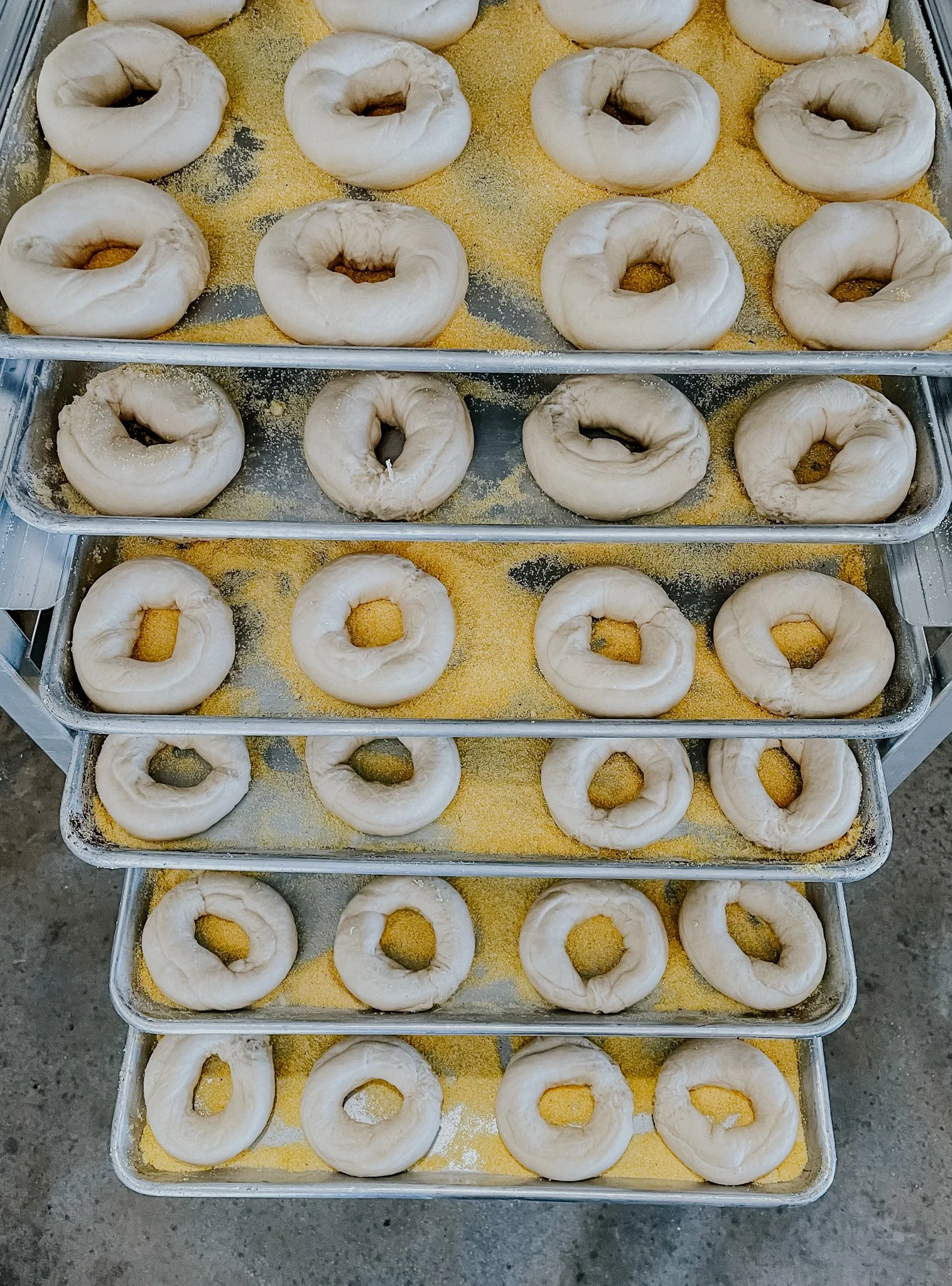 Raw bagels on baking trays with cornmeal