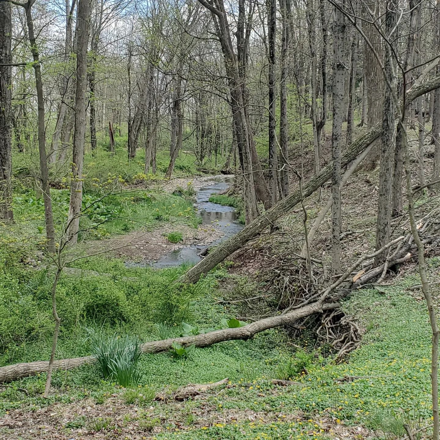 Happy Earth Day weekend: A most stunning blue heron had just flapped past me and down the brook. What a sight! This backdrop snap is all I got but there's still such beauty to behold! Minus the invasives.