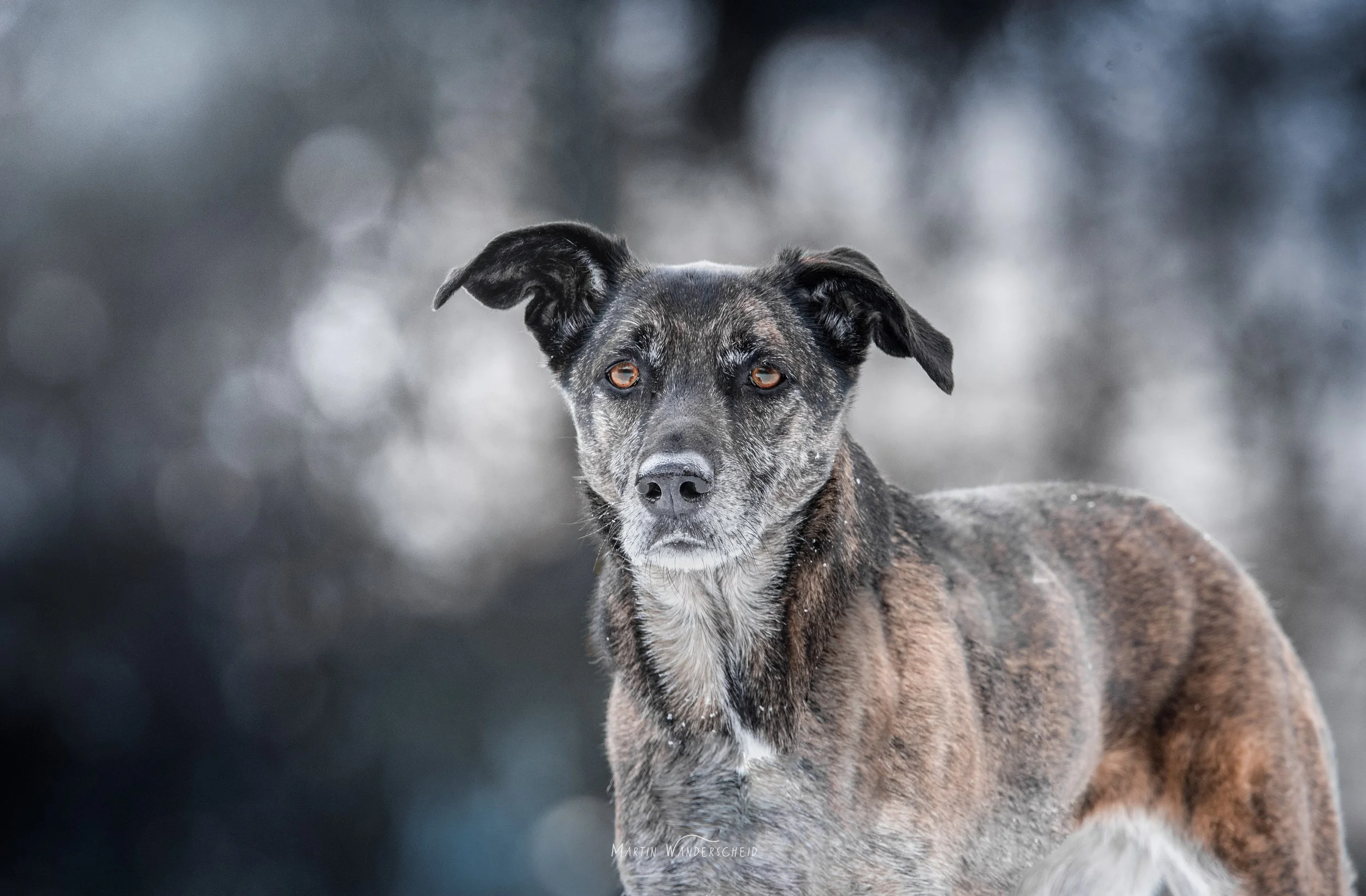 Un chien de race mixte, tacheté, avec des oreilles pliées, se tenant en plein air, avec un arrière-plan flou d'arbres et de ciel.