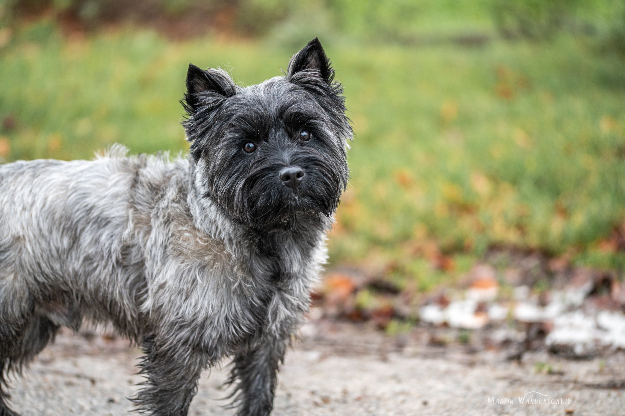 Un chien de race Cairn terrier avec un pelage gris et noir, regardant vers la caméra, dans un environnement extérieur avec de la verdure en arrière-plan.