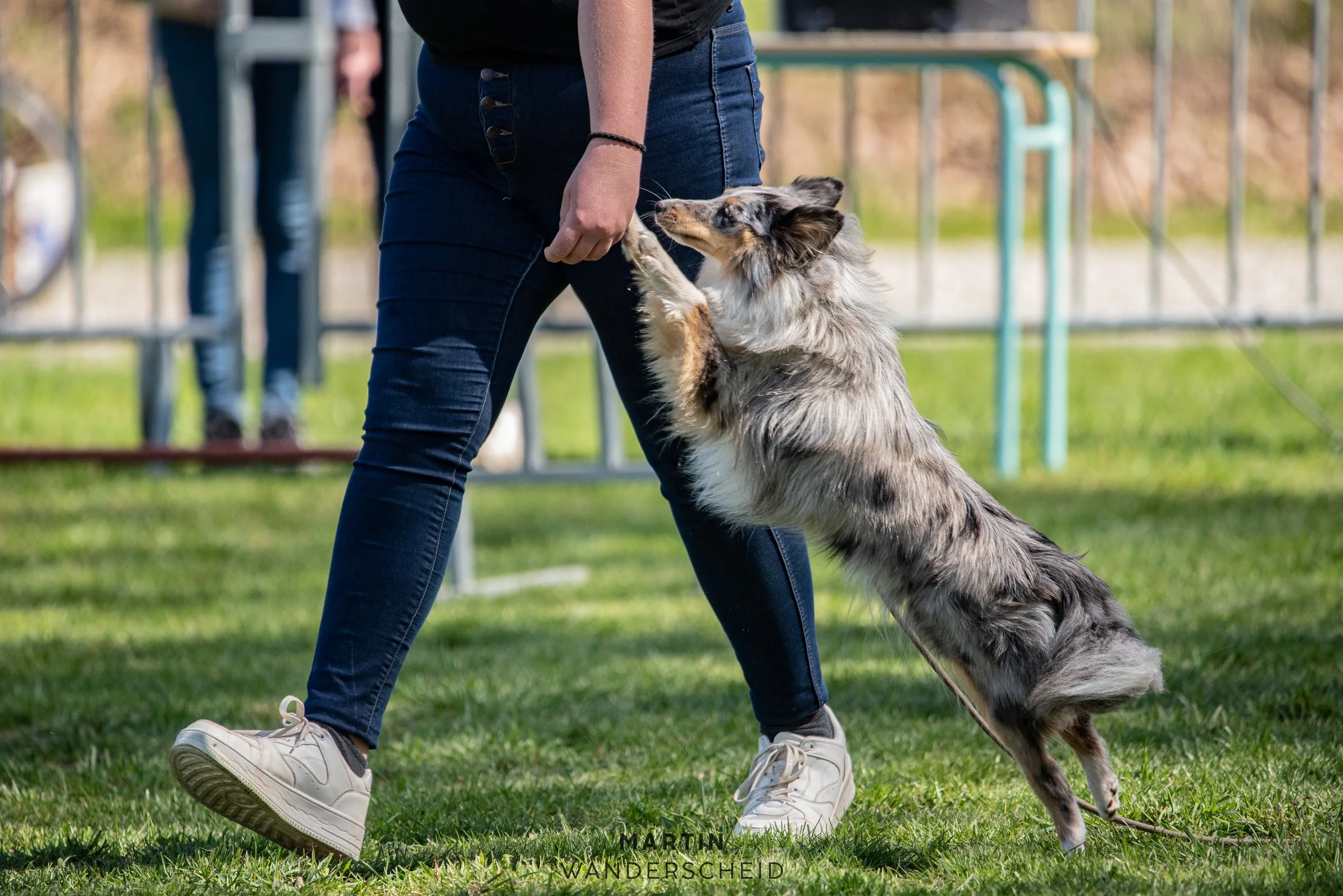 Une personne en jeans et baskets entraîne un chien de berger Australien lors d'une session d'agility ou d'obéissance en plein air, le chien se tenant sur ses pattes arrière et touchant la main de la personne.