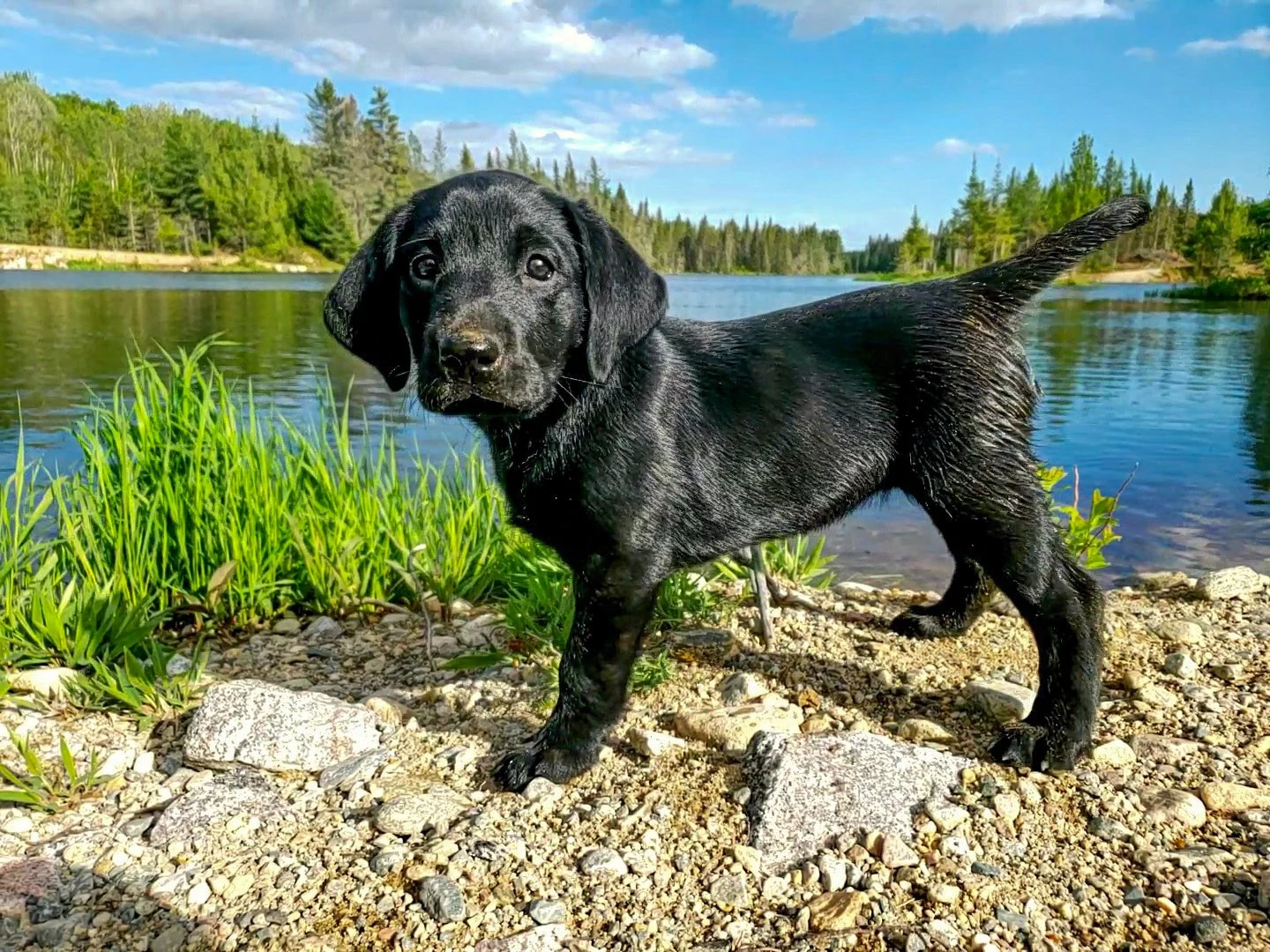 Breeding Program: Nurturing Excellence in Labrador Retrievers — The ...