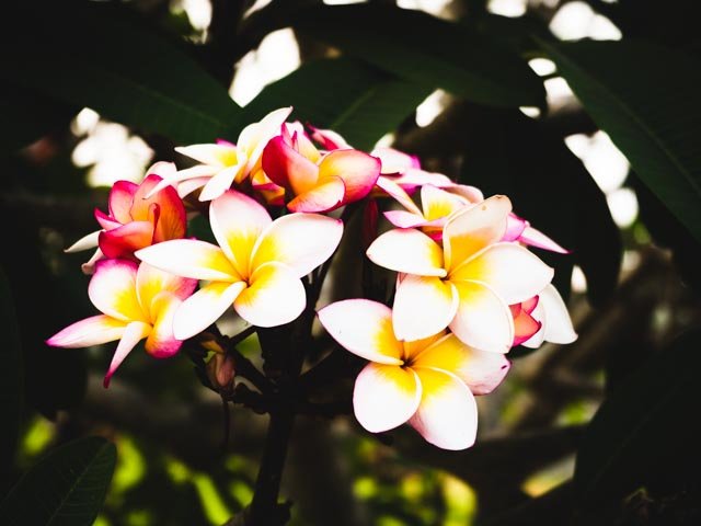 Ivory+coast+flower-18.jpg