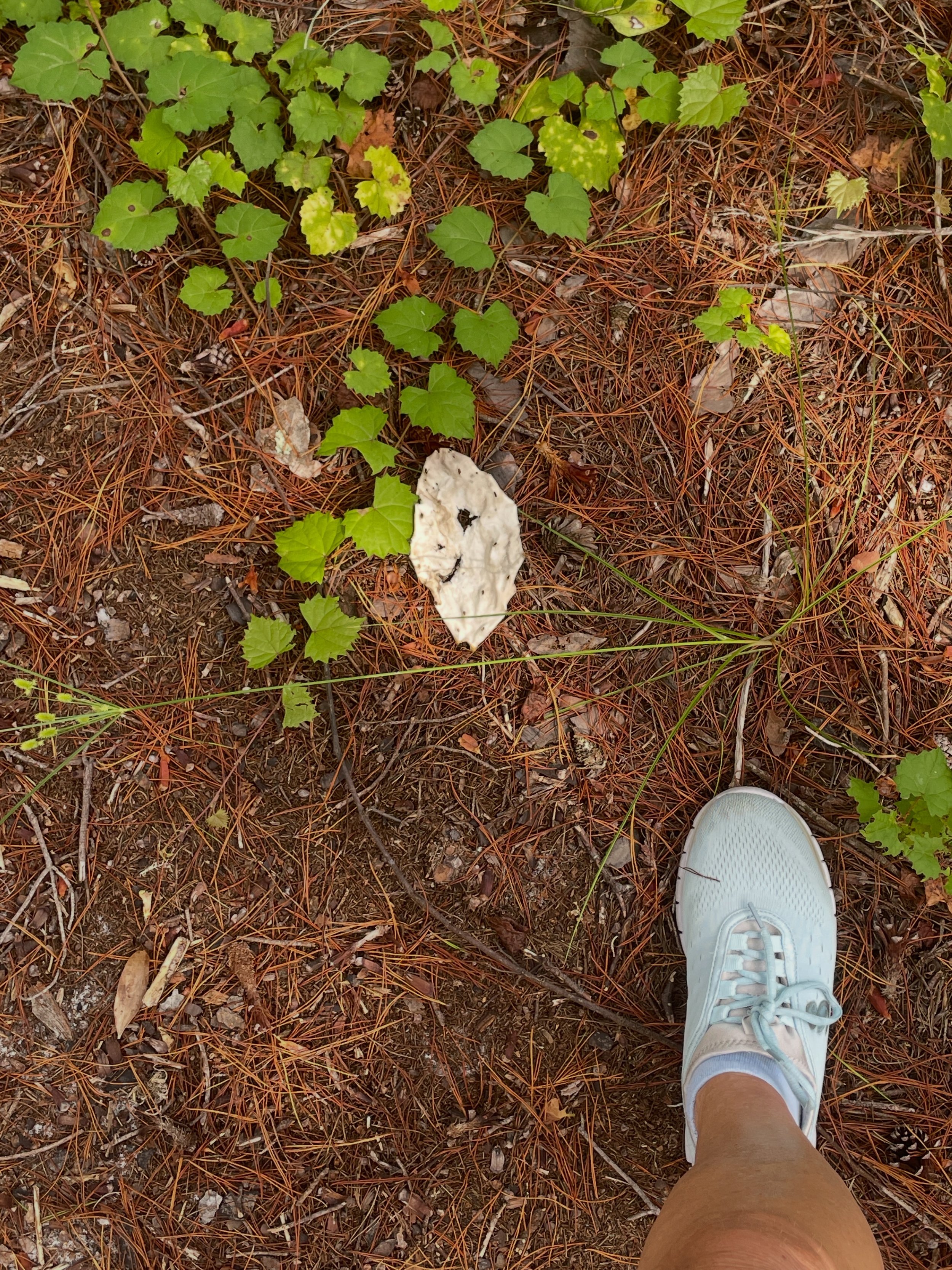 On a walk through one of my favorite little nature preserves, something on the ground caught my eye.

I had to look twice.

A smile... and a little heart right beside it. 🤍

Just a dried cactus pad and a rock? Probably. But I love those little momen