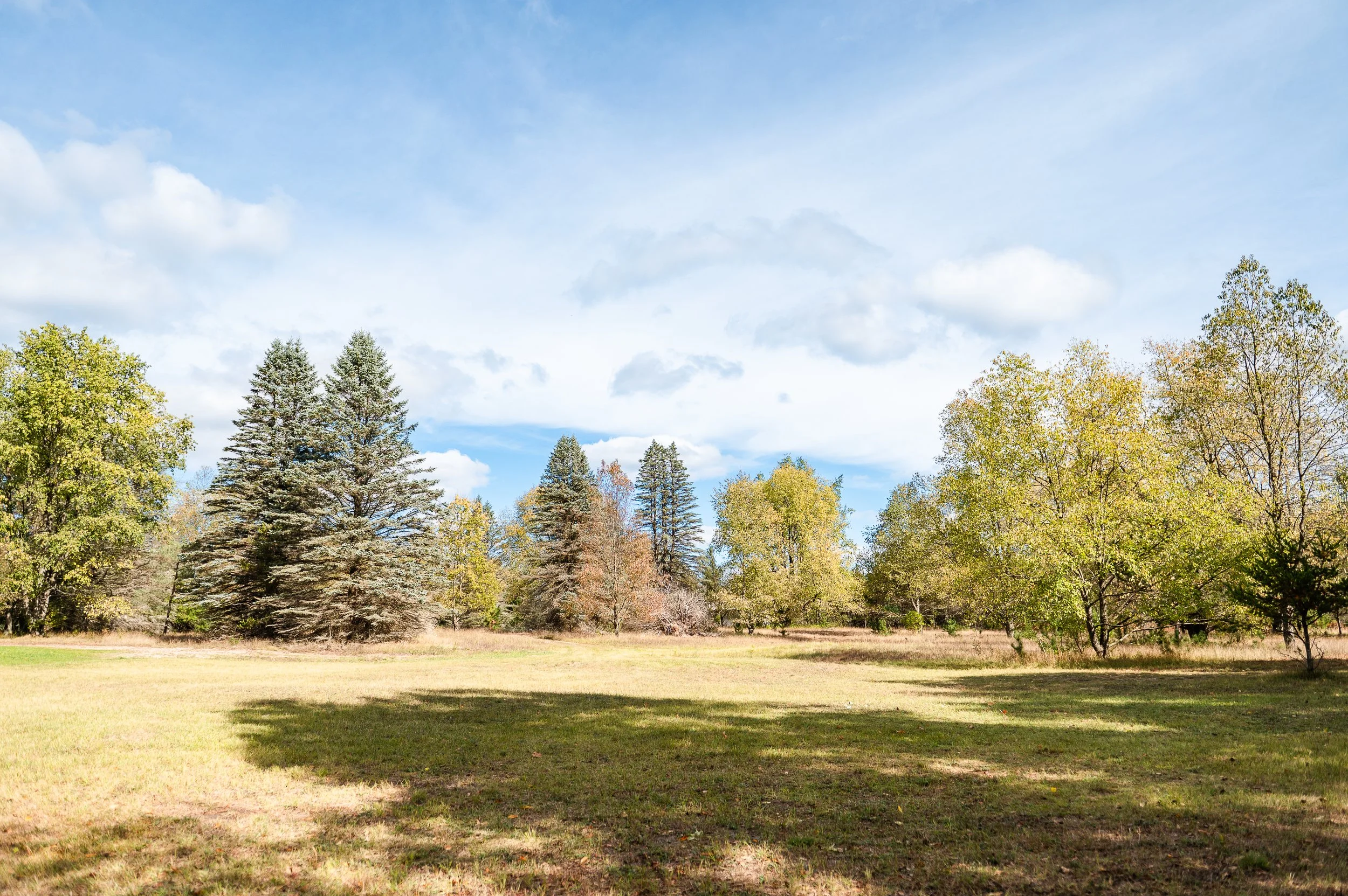 A grassy field with tall trees including evergreens and deciduous trees under a partly cloudy sky.