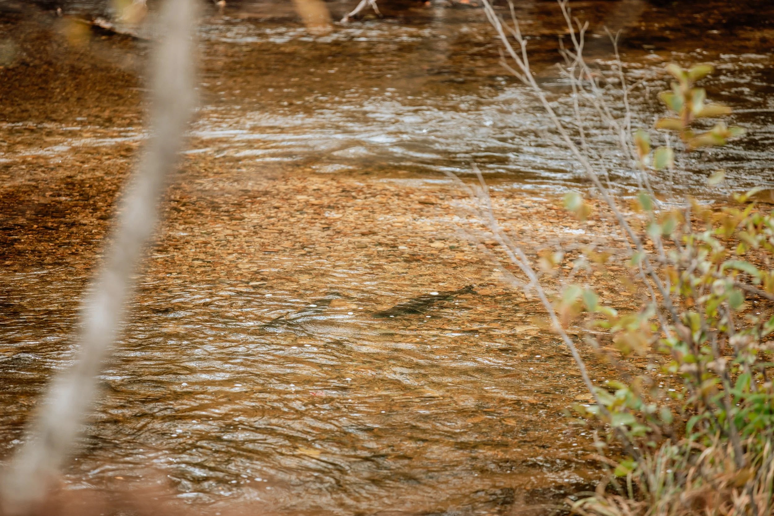 A river with a rocky bed and some foliage on the right side, with small ripples on the water surface.