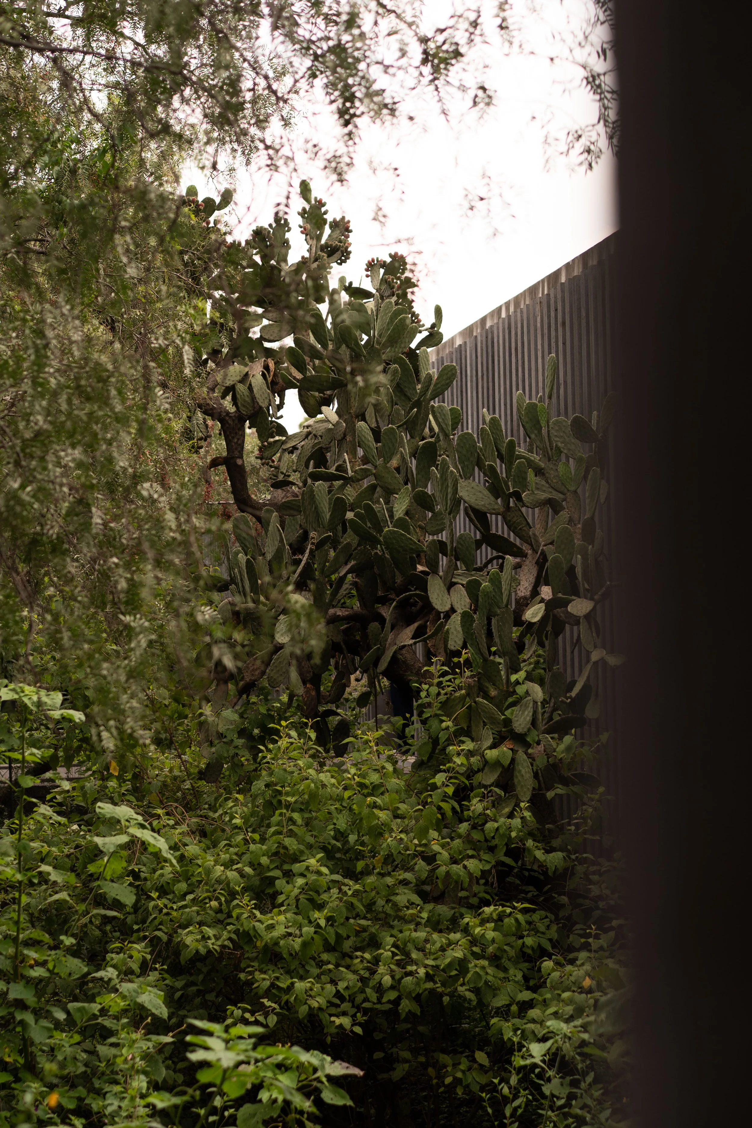 20260809-MuseoAnahuacalli-edits-@xjuliiale-5.jpg