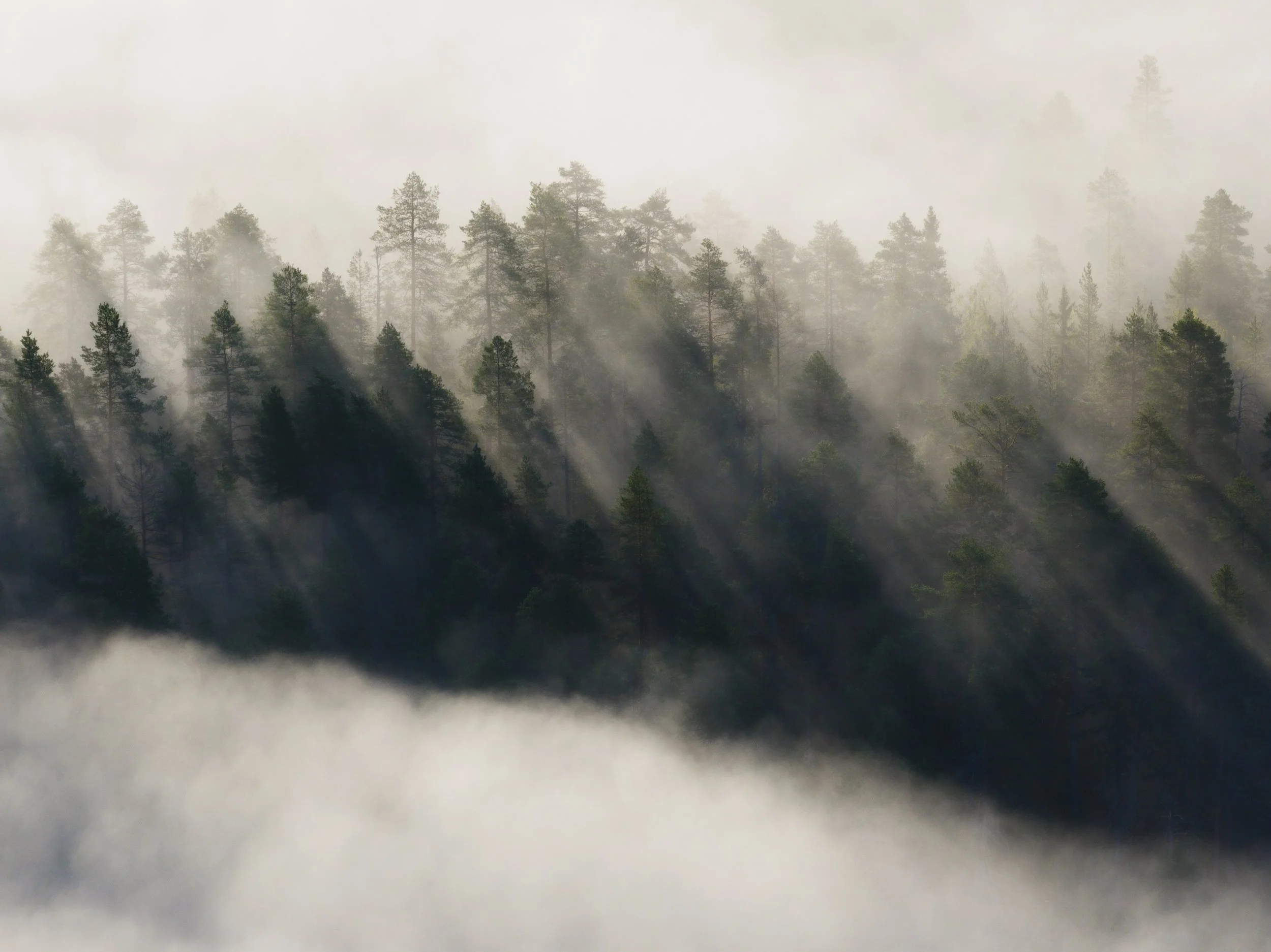 Joonas_Linkola_22-08-25-DJI_20250822063133_0302_D_MCEINARI.jpg