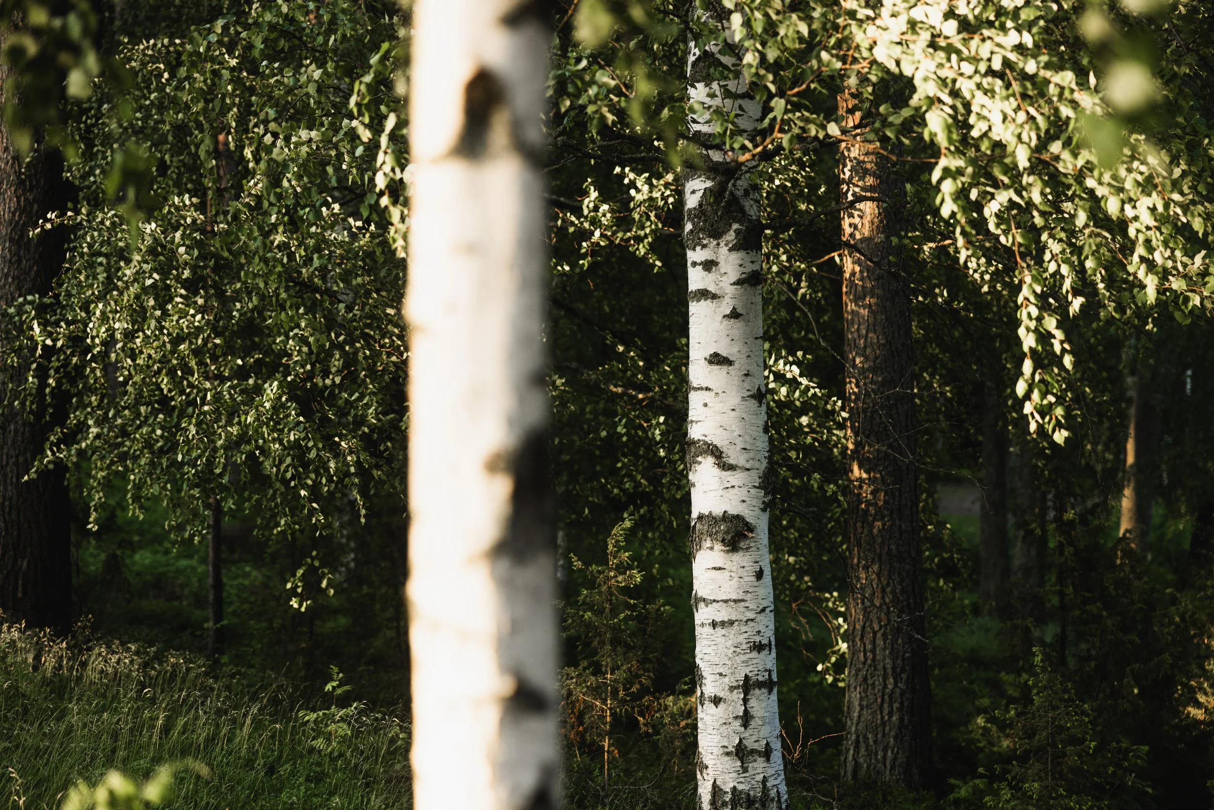 Joonas_Linkola_26-06-25-961A7857.jpg