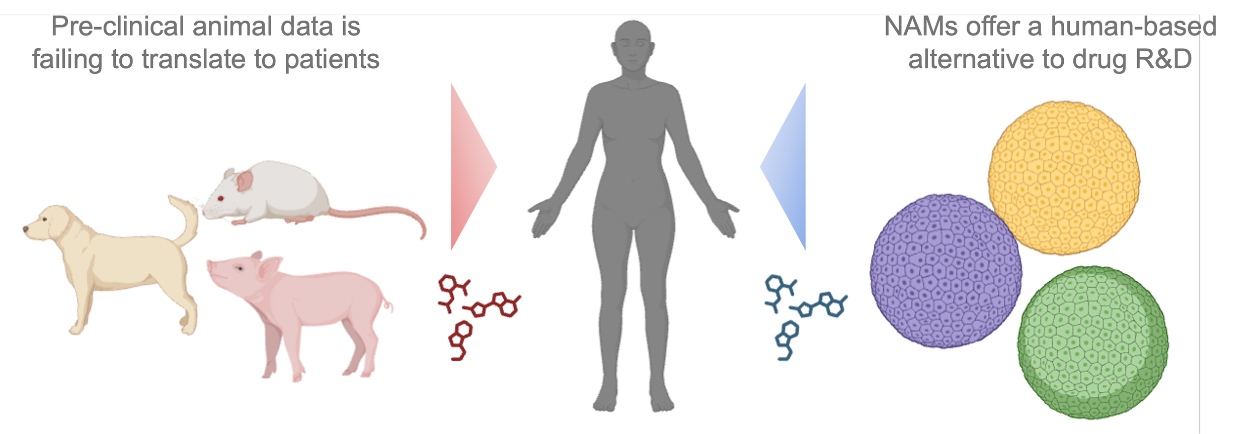 Bringing the NAMs Revolution to Women's Health