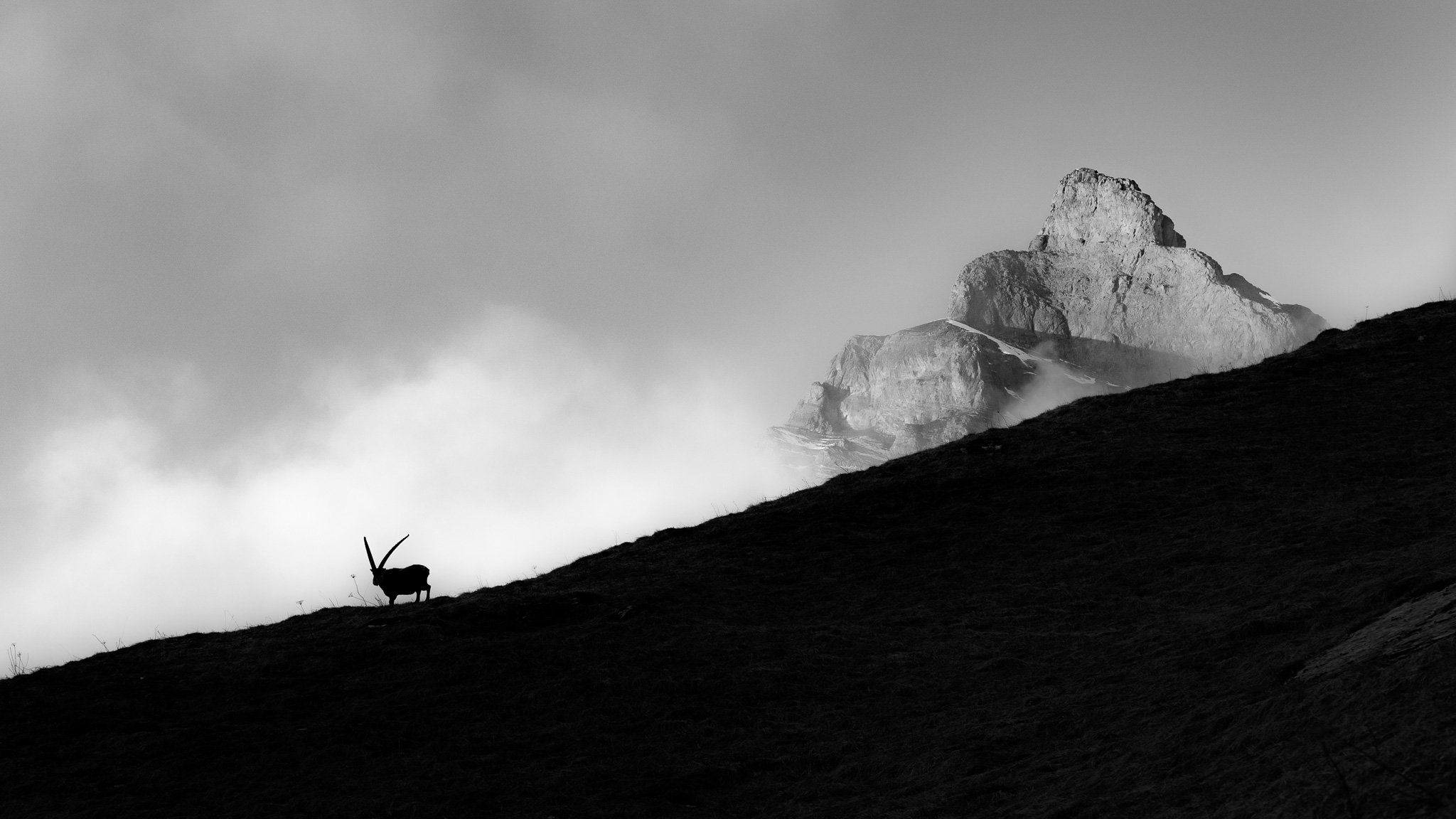 Silouhette & capra ibex