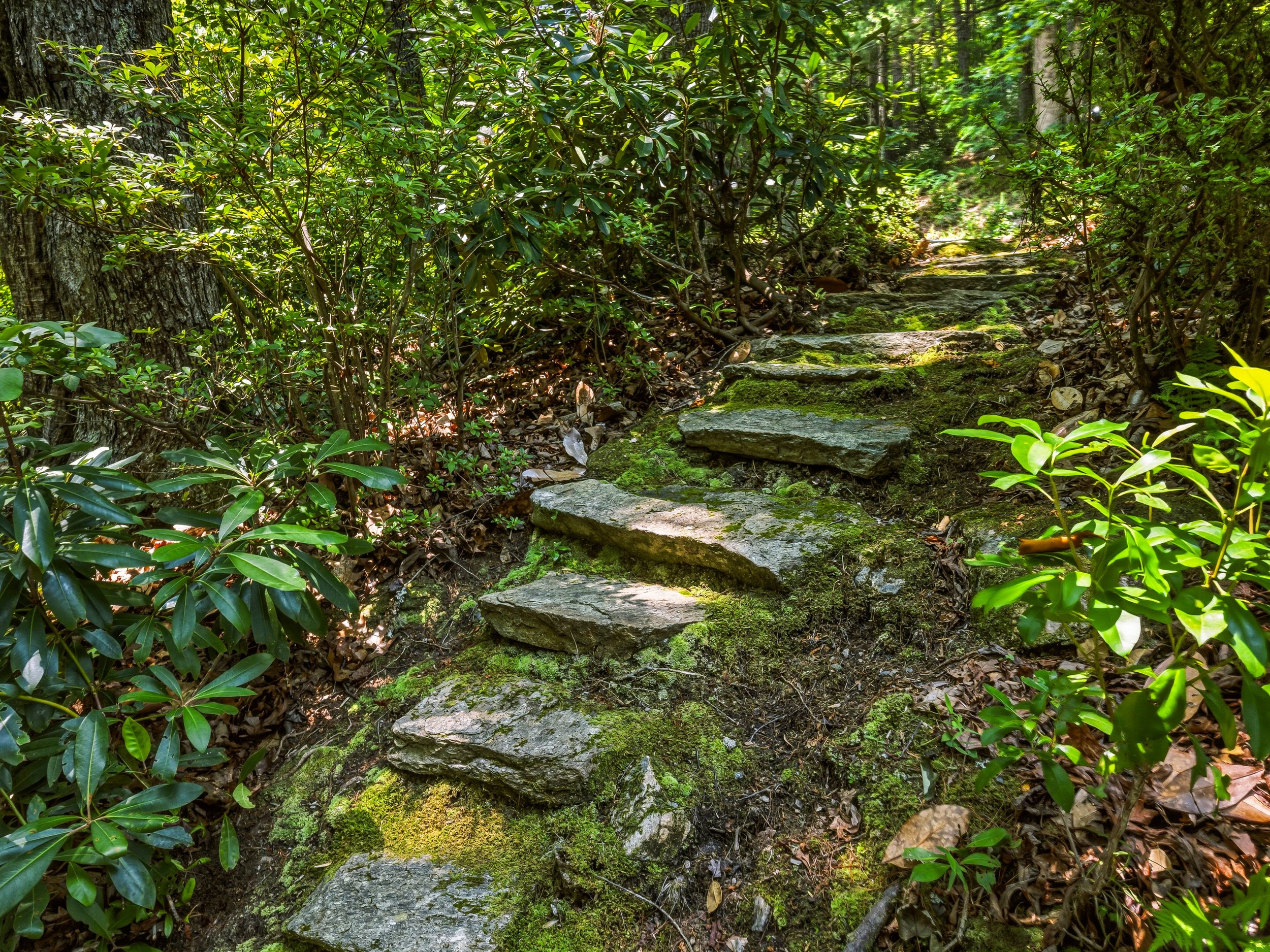 19-785 pisgah forest rd-19.jpg