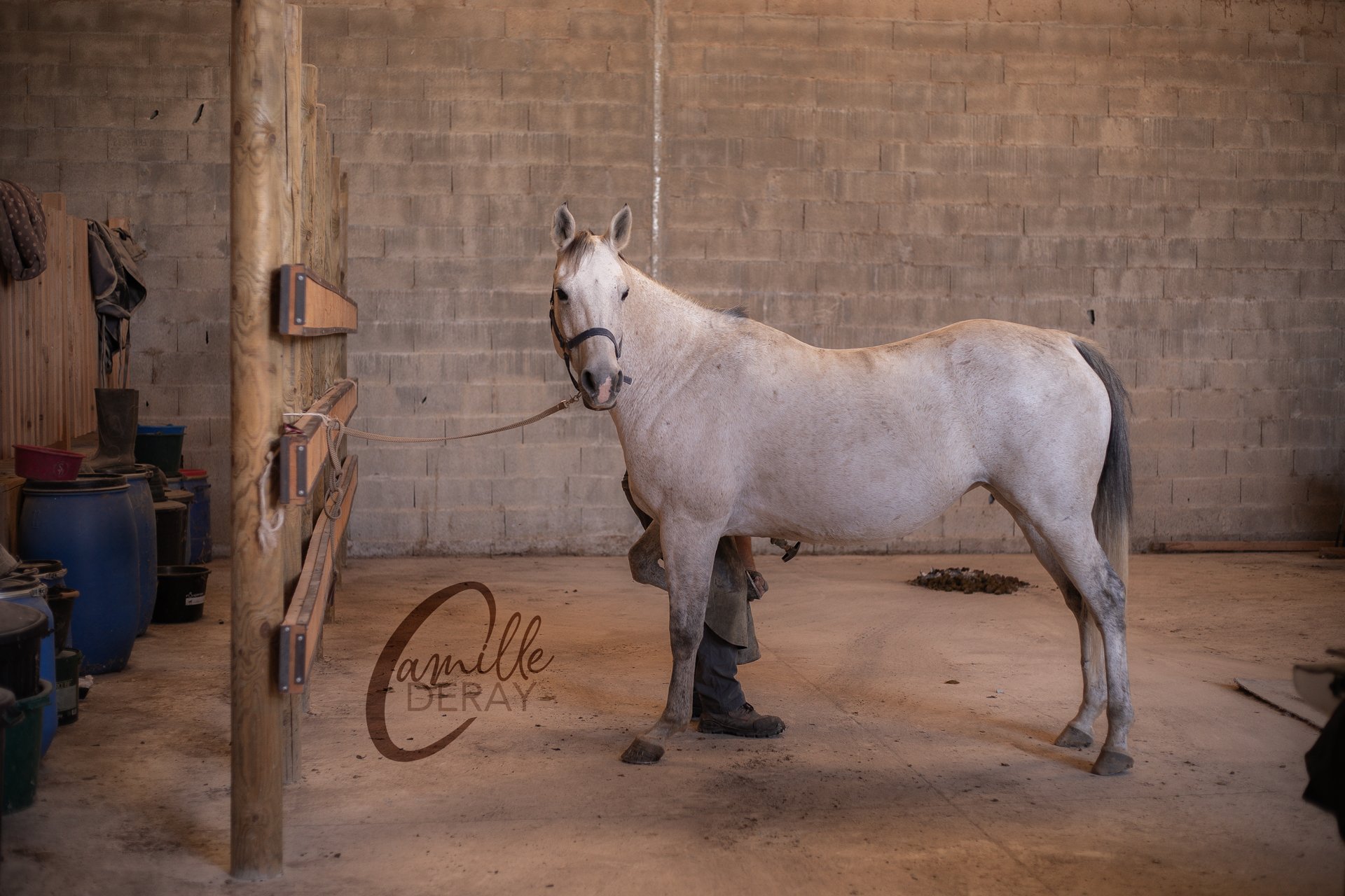CSO, cheval, oxer