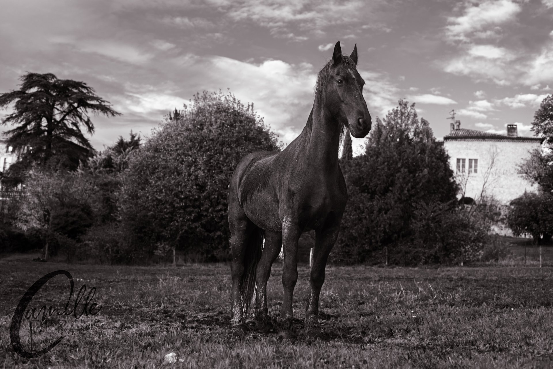 CSO, cheval, oxer