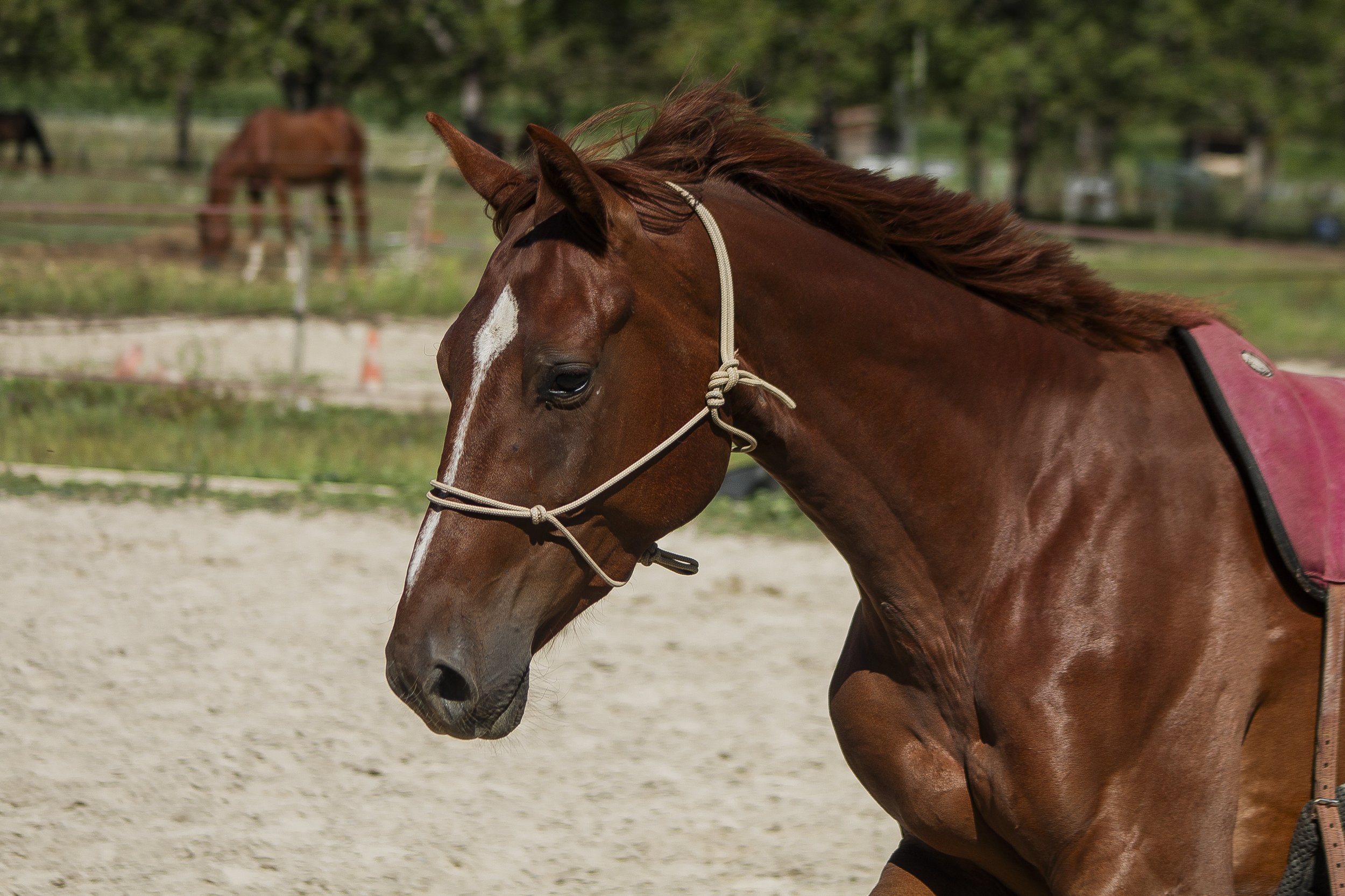 CSO, cheval, oxer