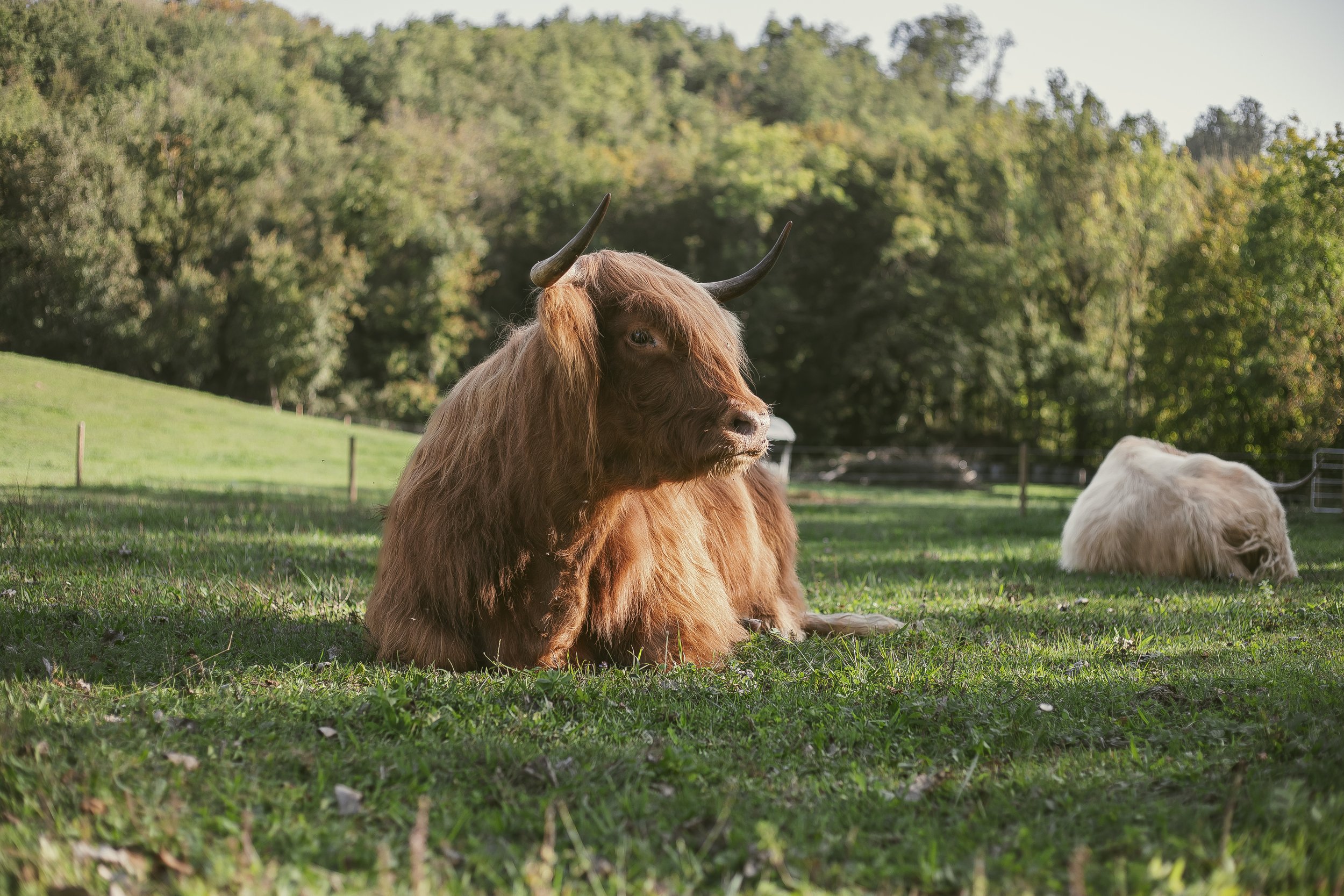 Vache, champ, corporate