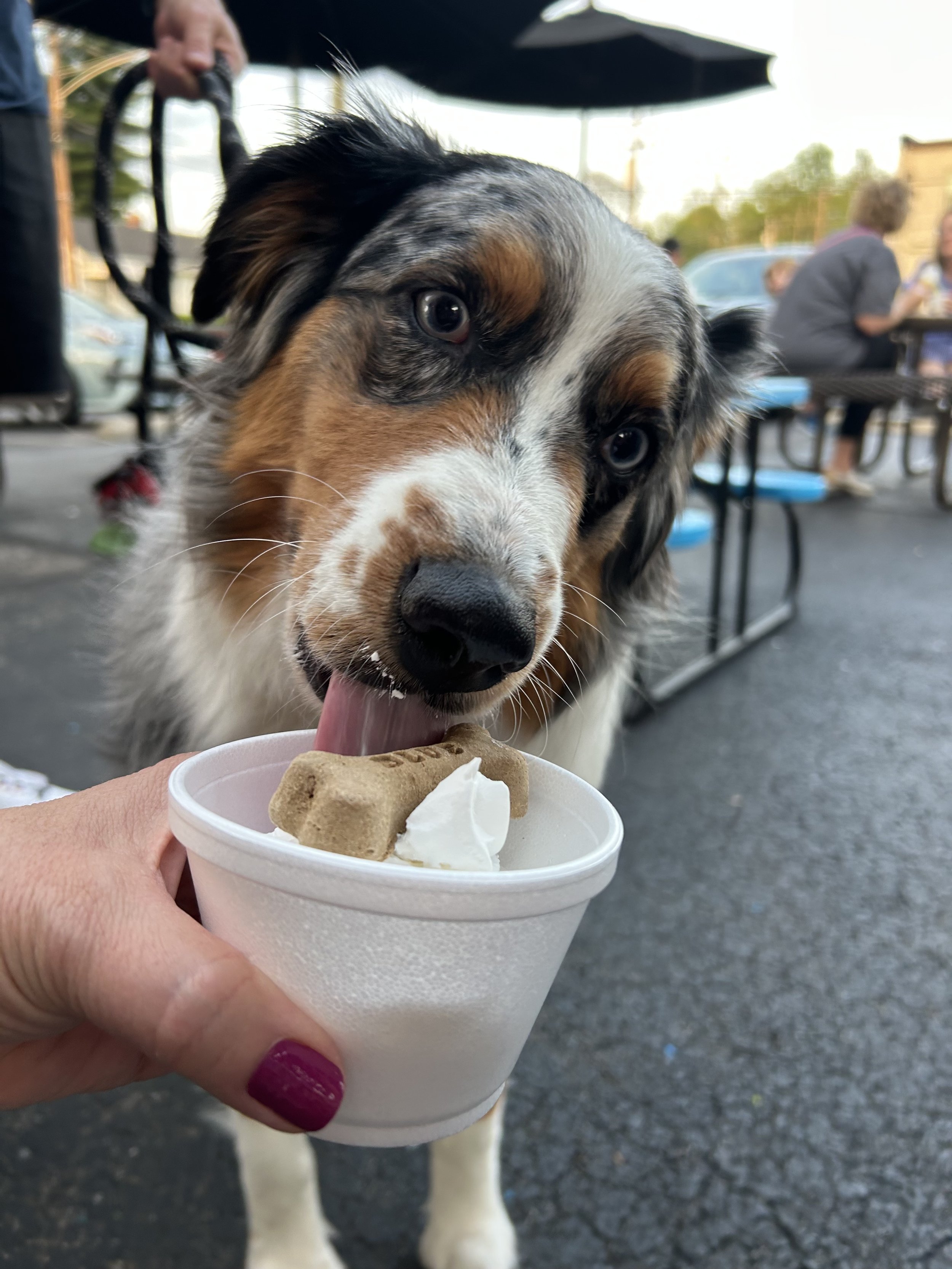 Dog enjoying ice cream