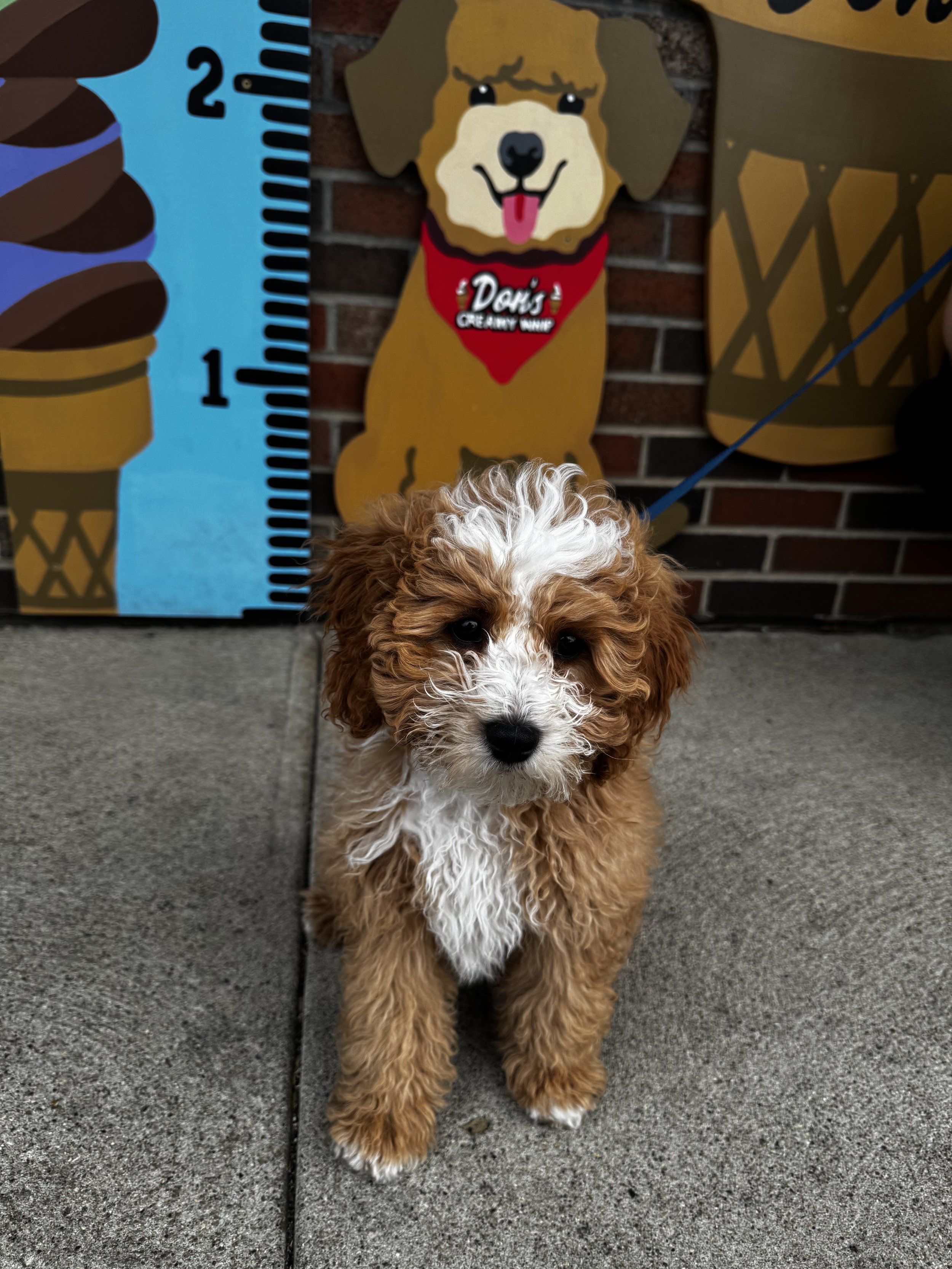 dog, pup cup, photo wall