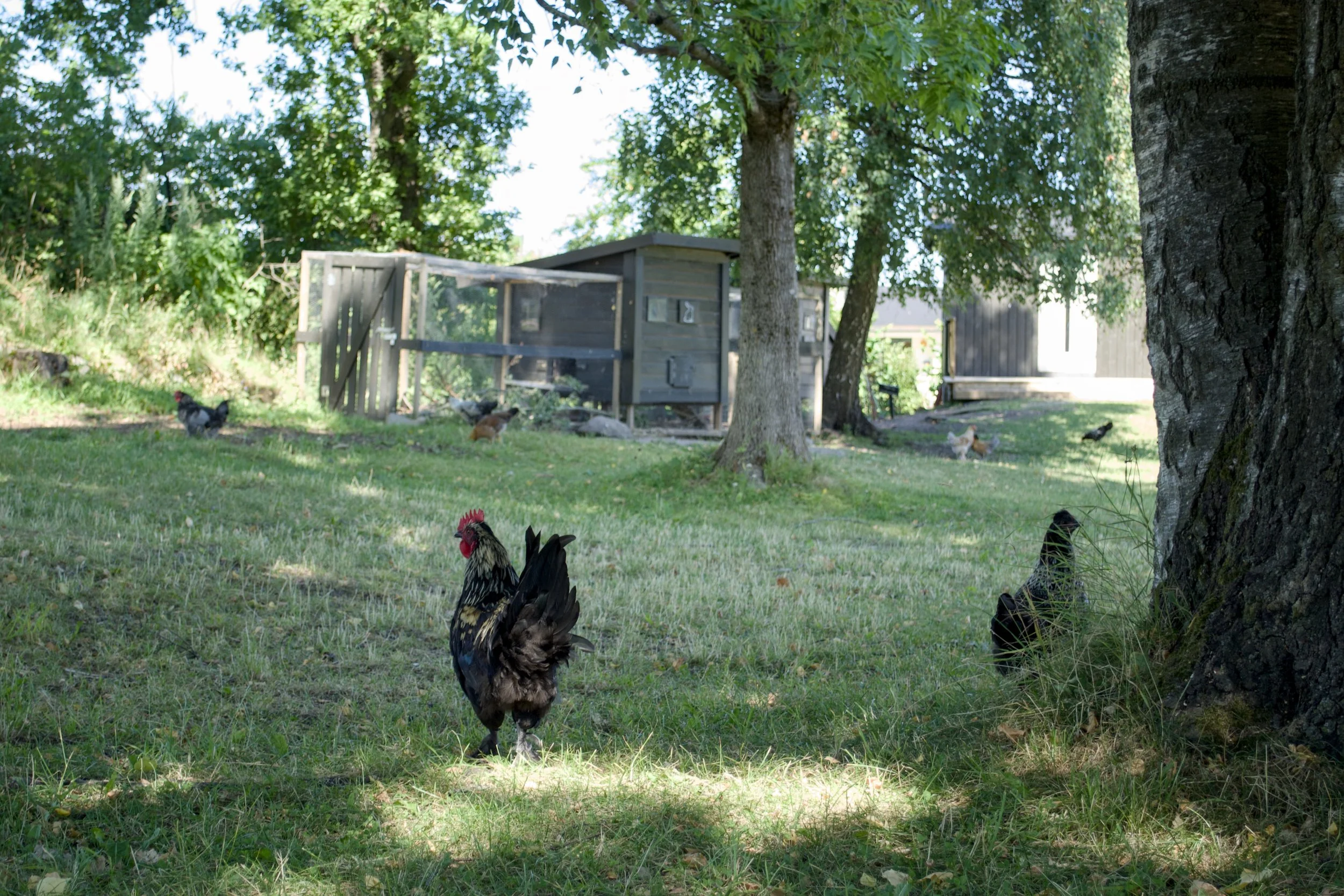 chikens.JPG
