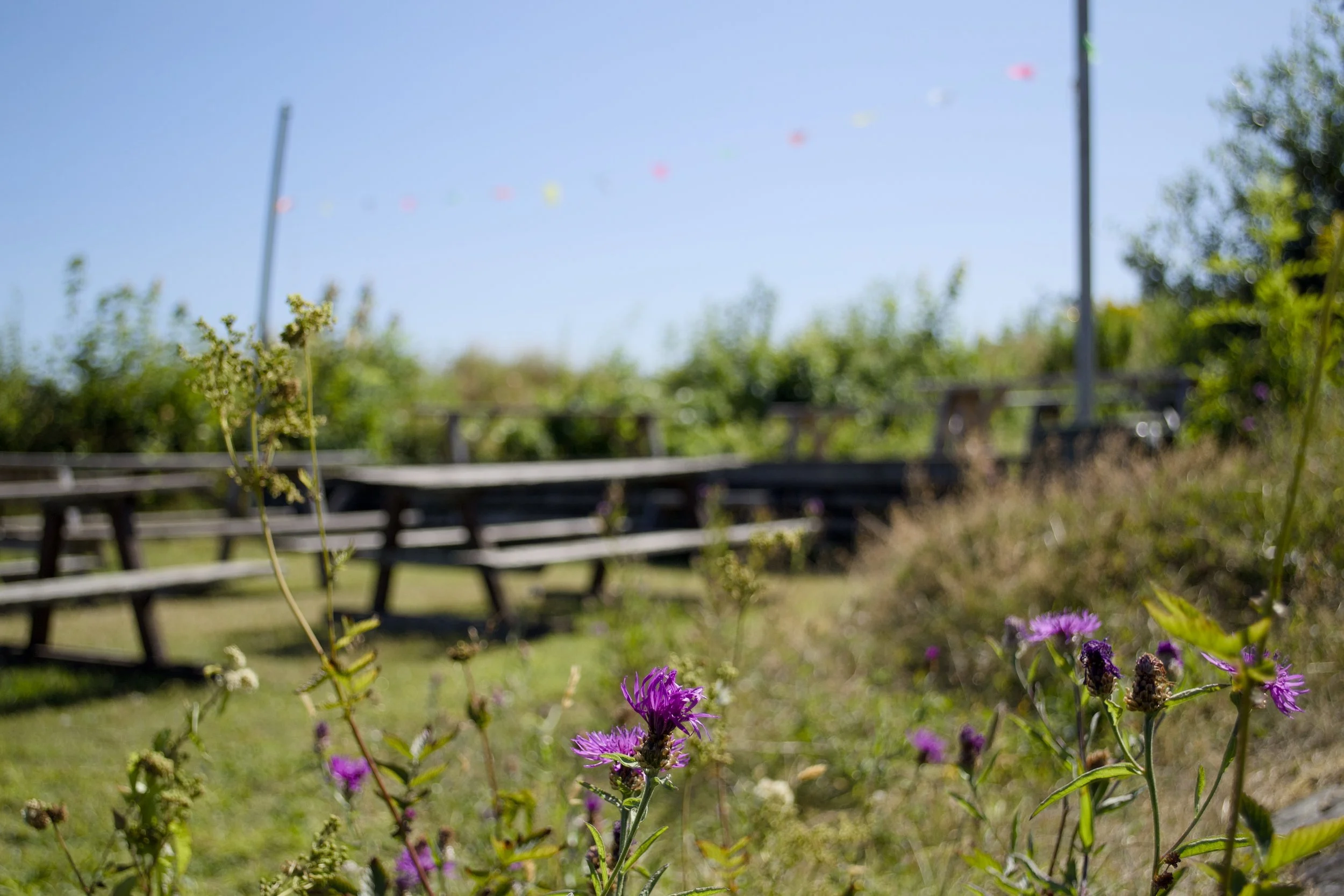 flowers and picnic bench.JPG