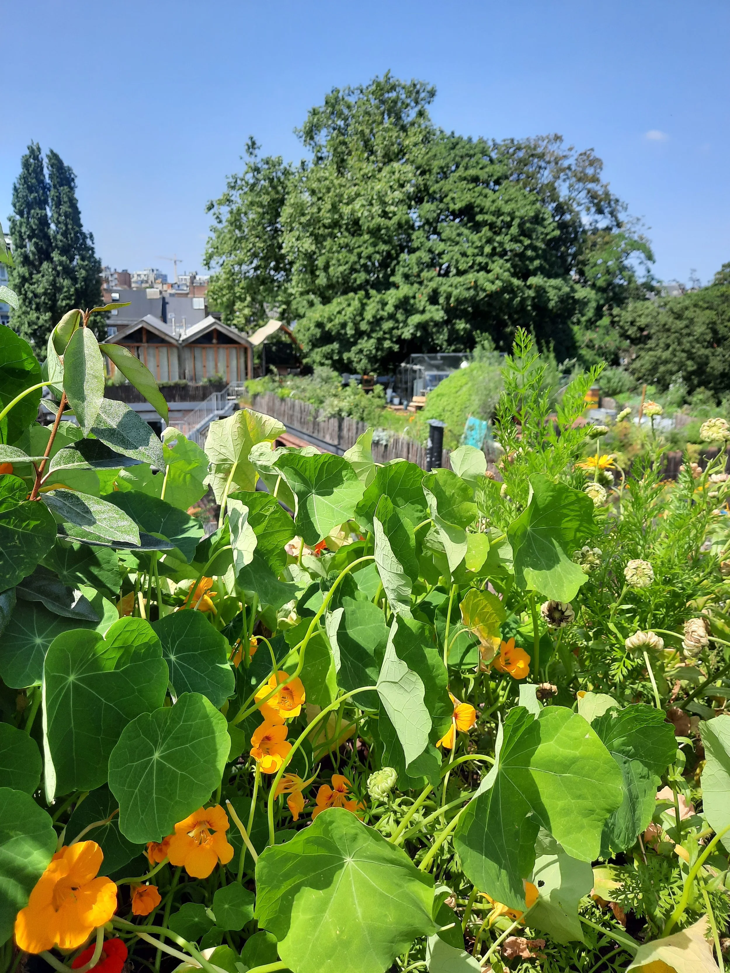 Zomerse dakwandeling