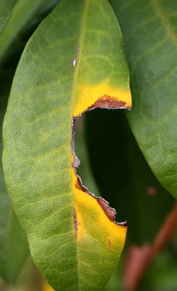 Nature 7.jpg