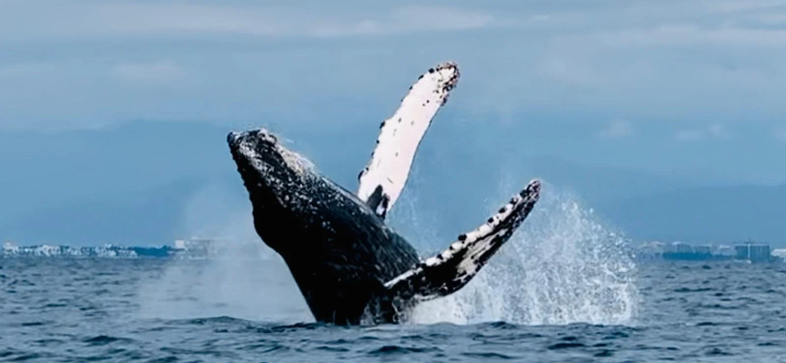 whale-breach1.jpeg