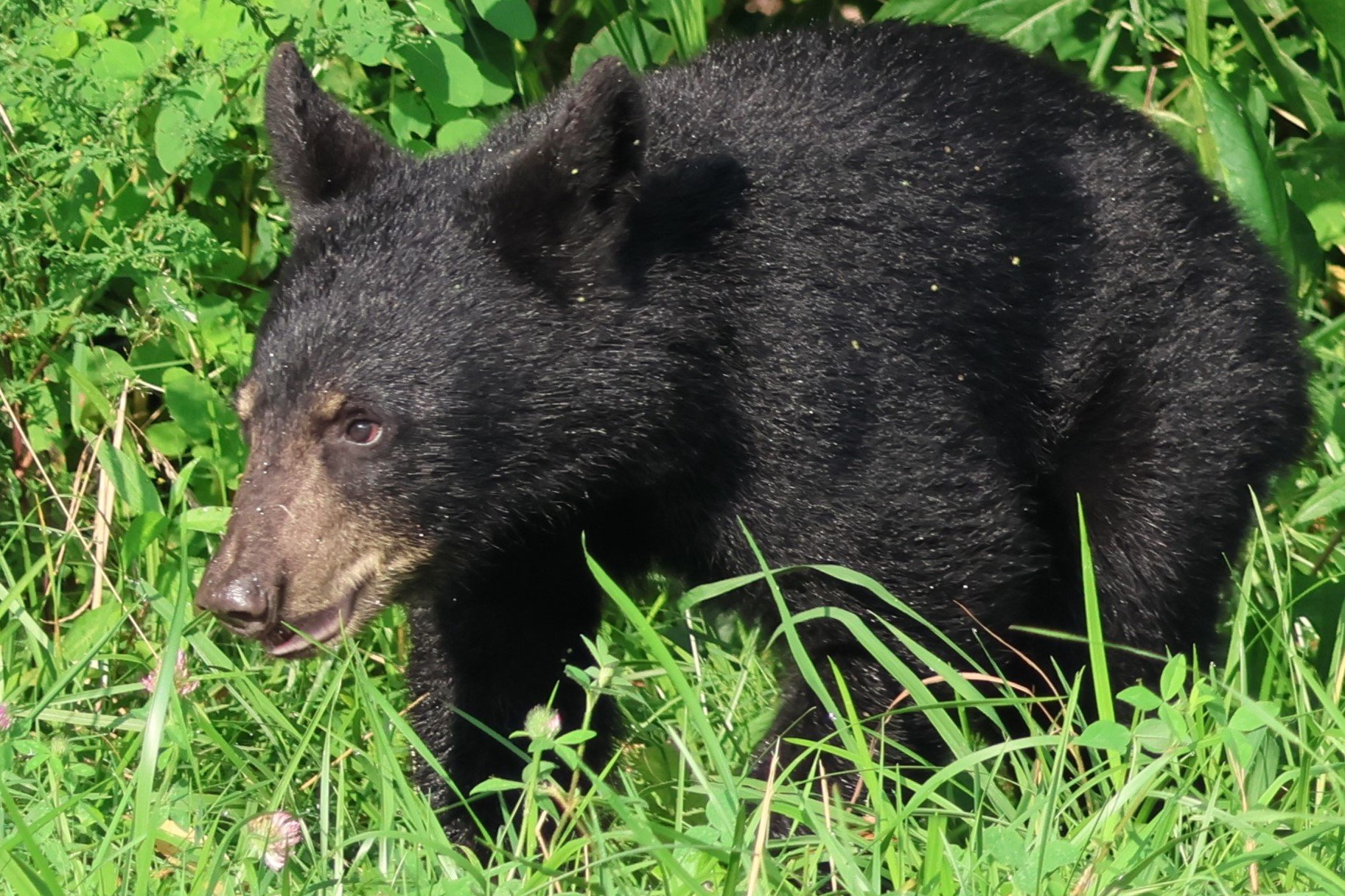 5 Reasons To Love Cades Cove