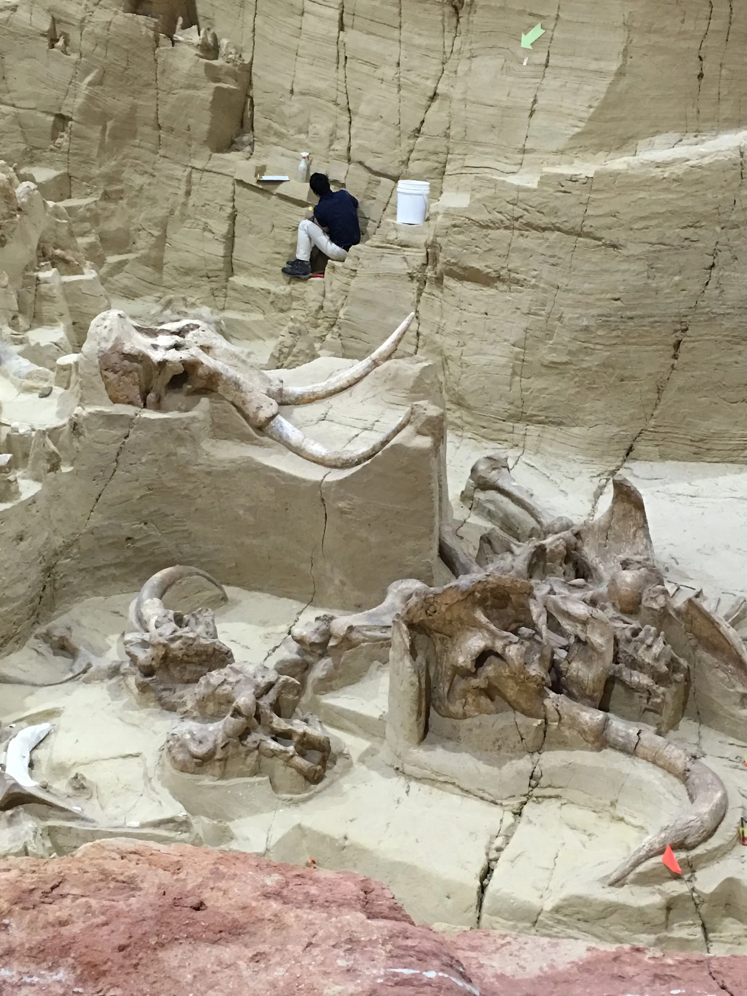 Black Hills things to do  mammoth dig