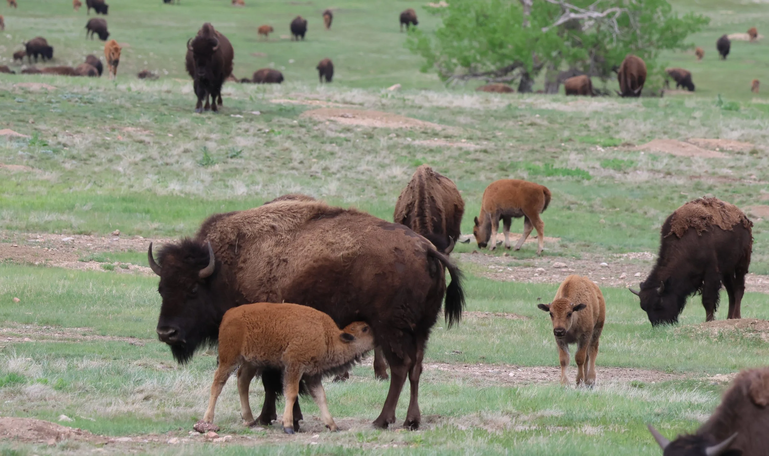 Black Hills things to do Custer State Park