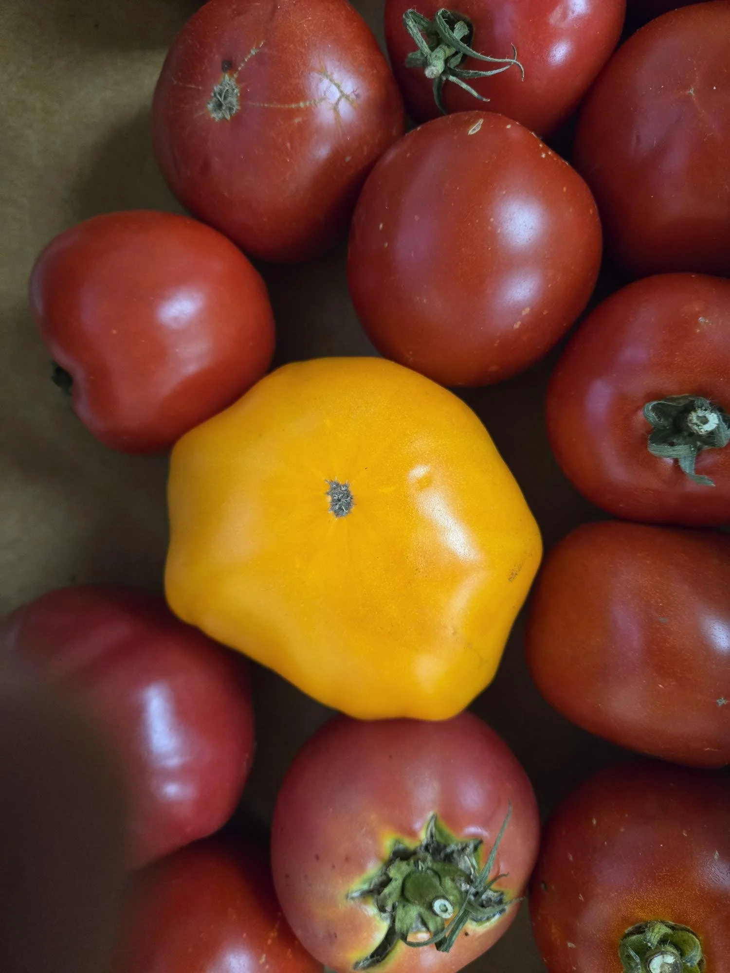 YWCA-Delaware-Tomatoes-2.jpg