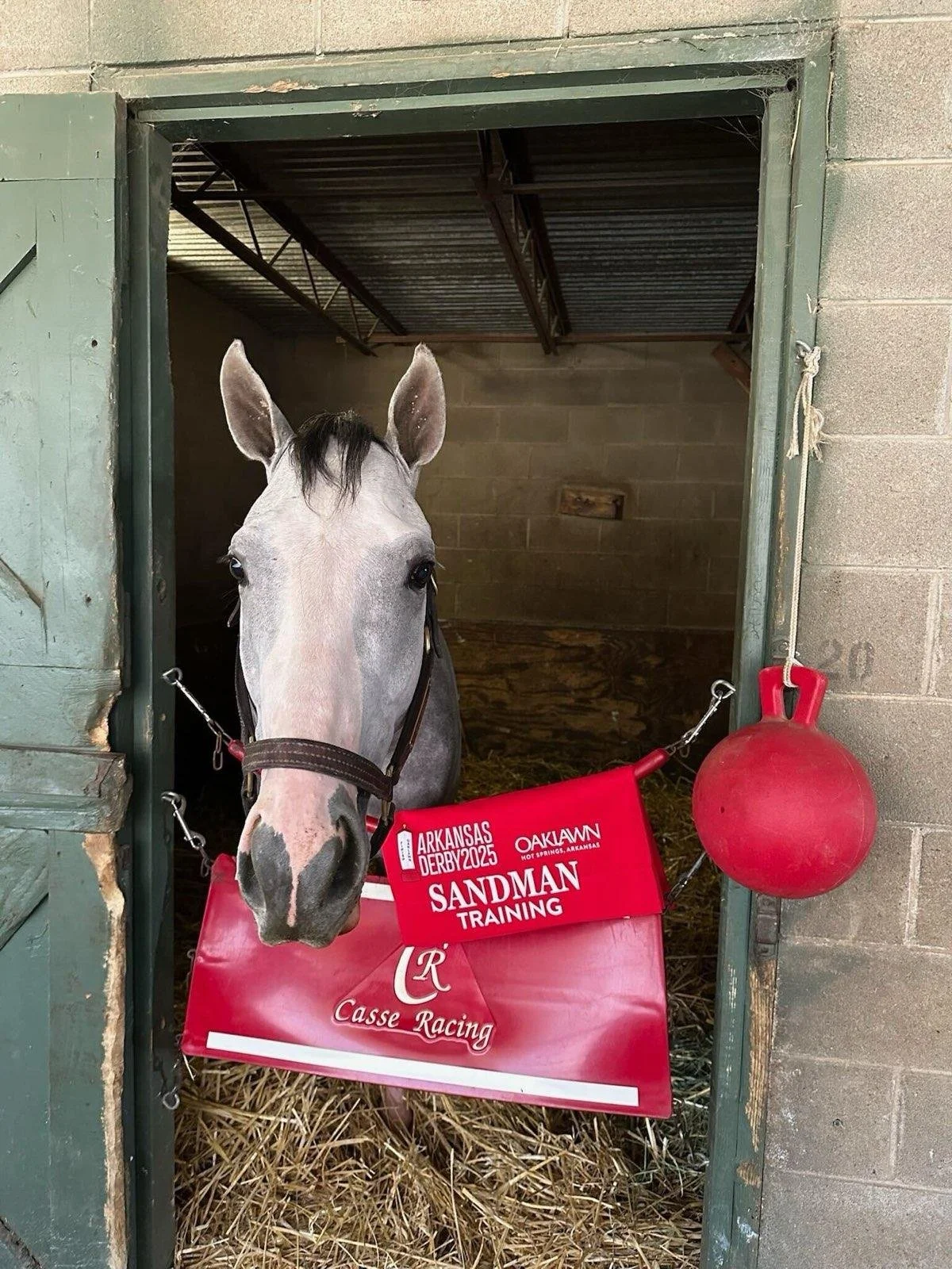 Sandman Before AR Derby at Oaklawn Park