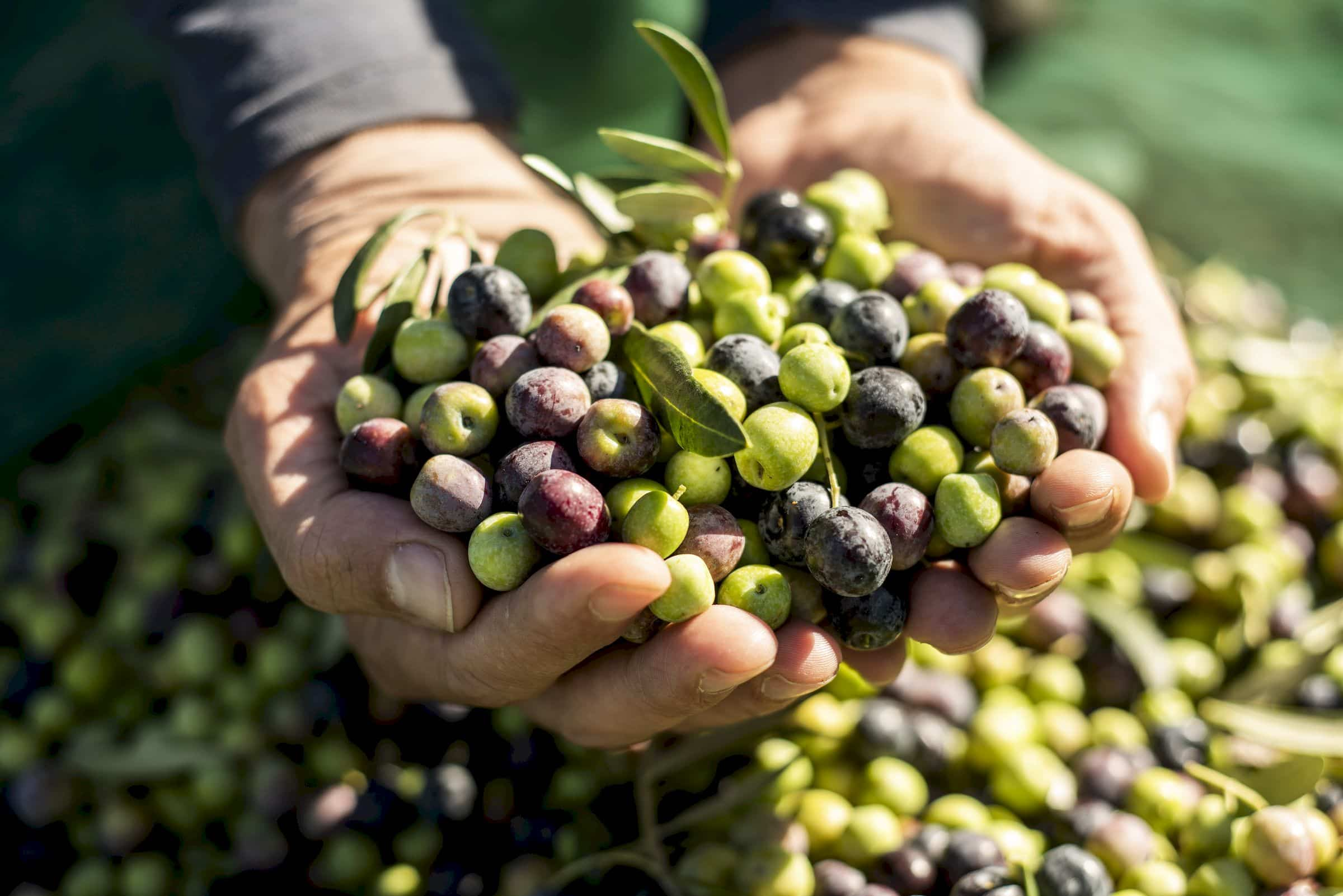 Hands holding olives