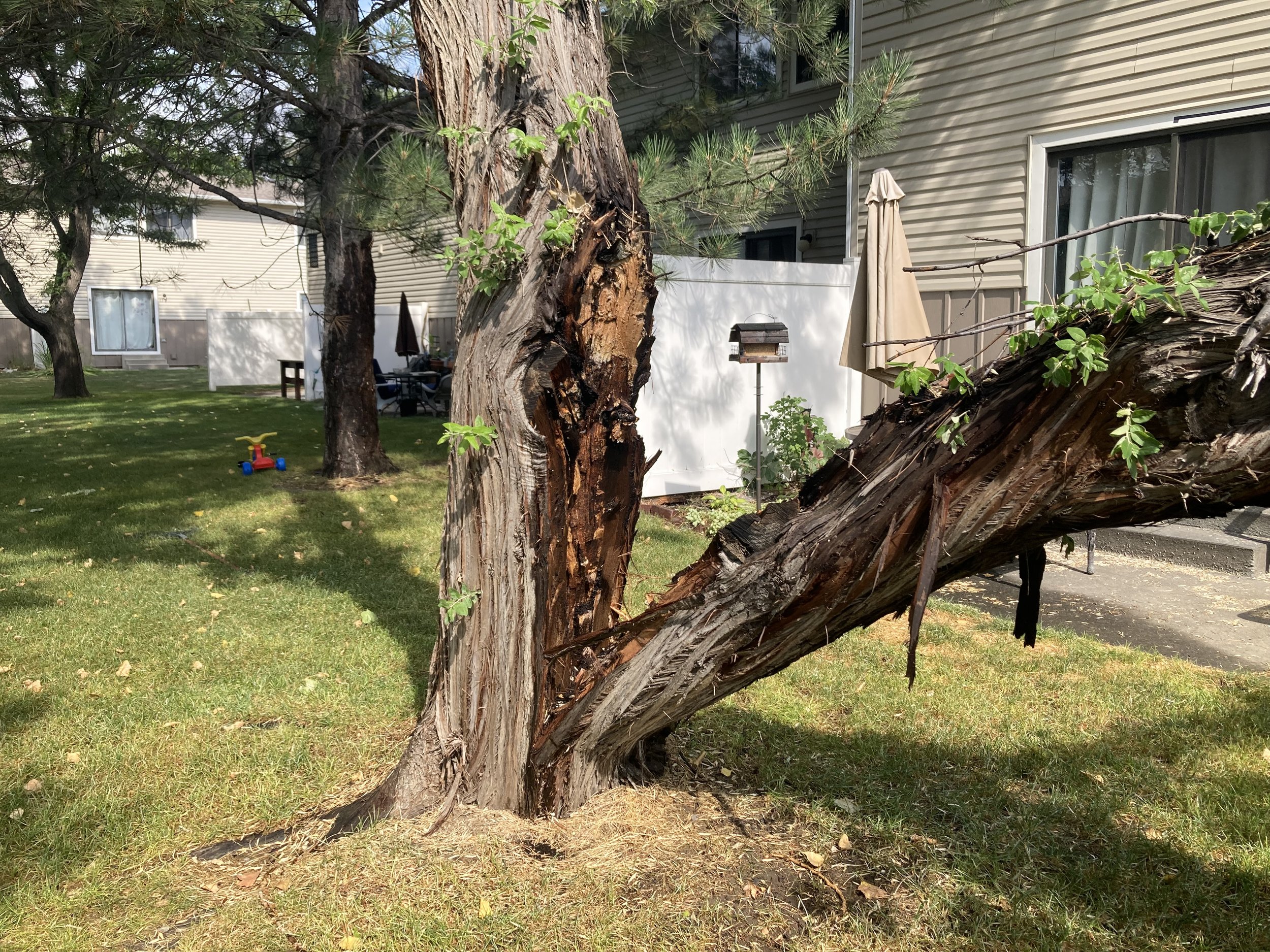 Olive Tree Removed
