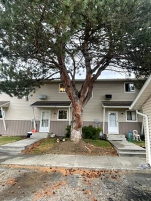 Pine tree by #3