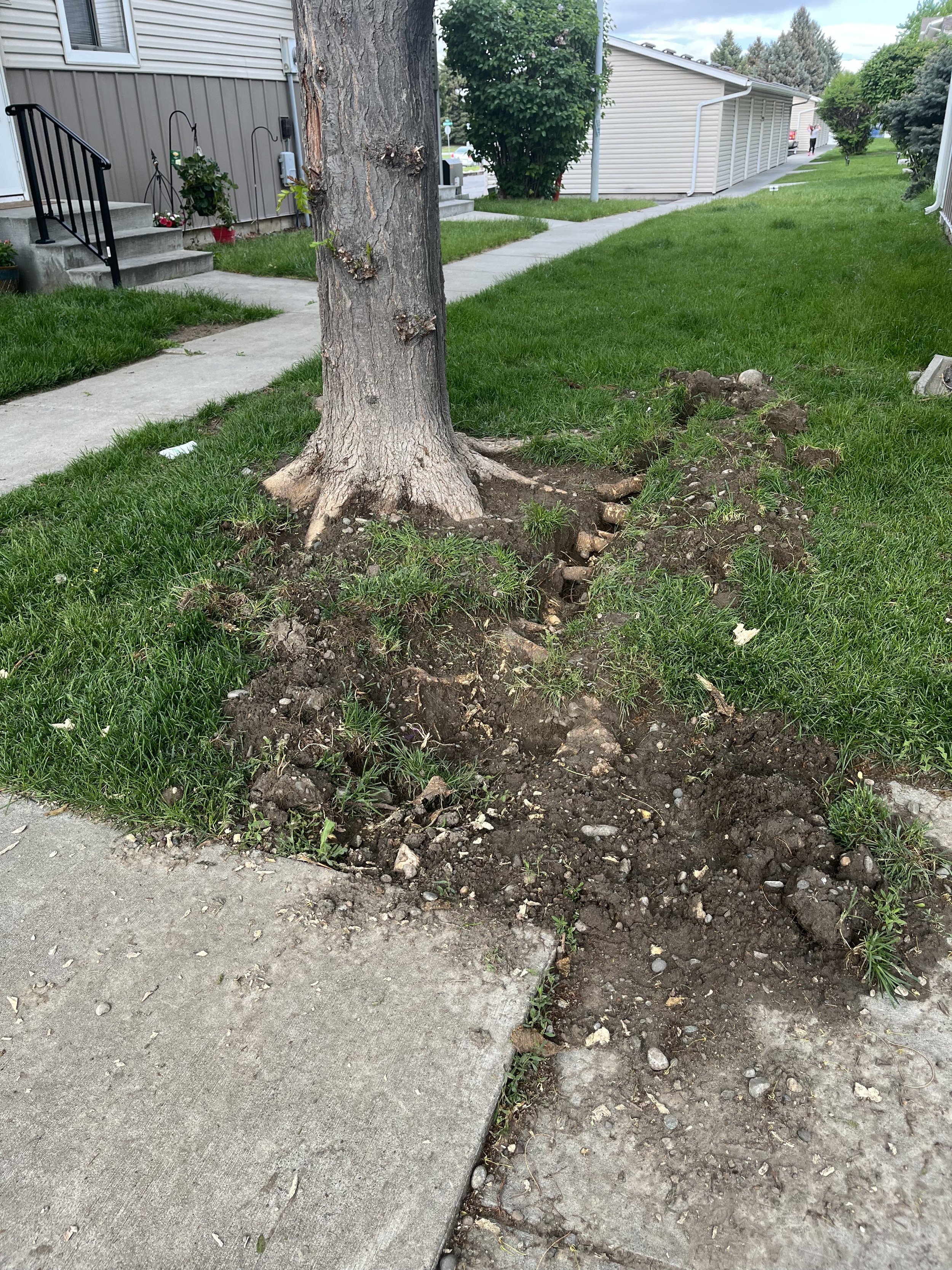 Tree in front of 84-85 removed due to root system crushing sprinkler pipes