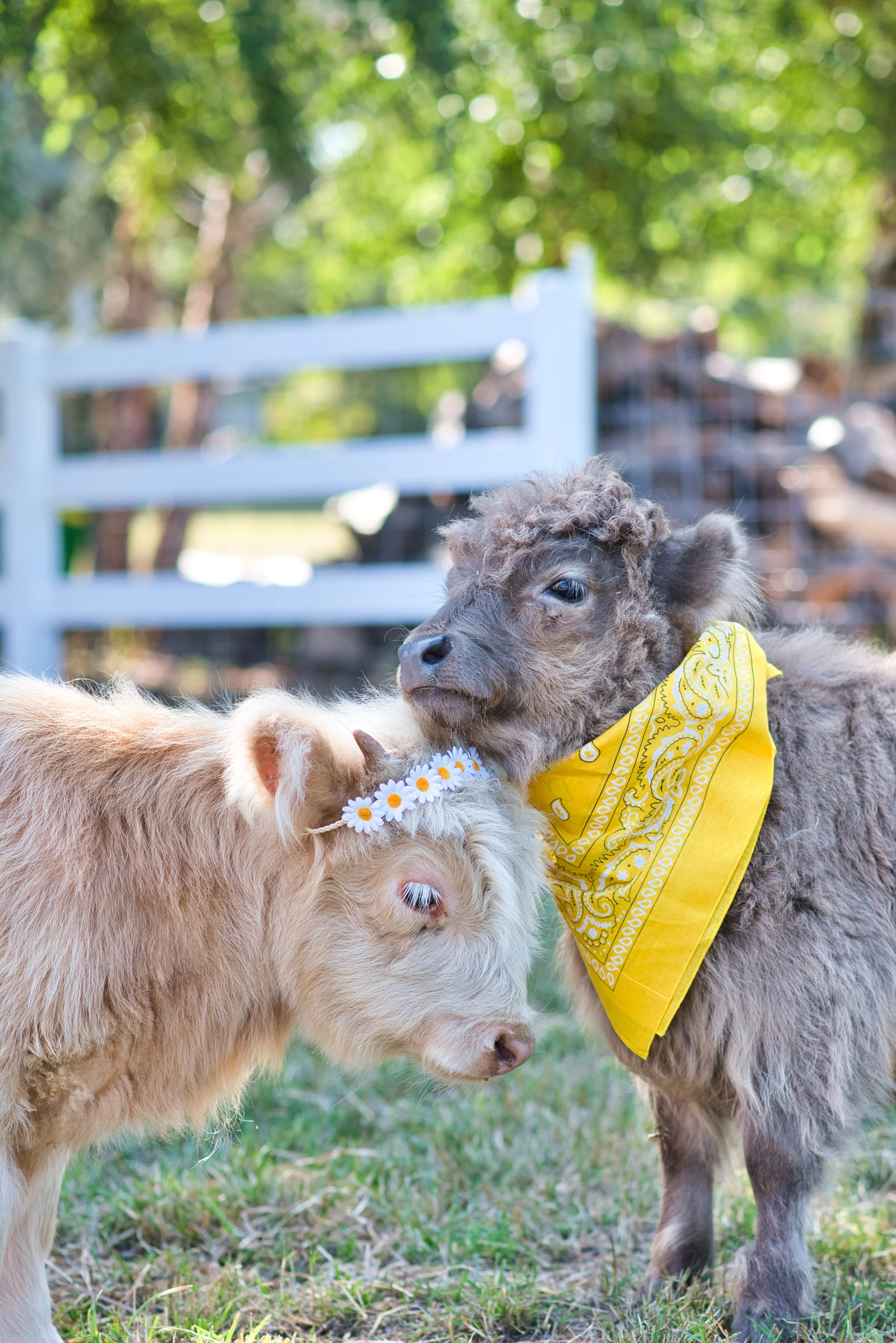 Miniature Highland Cow Education Experience