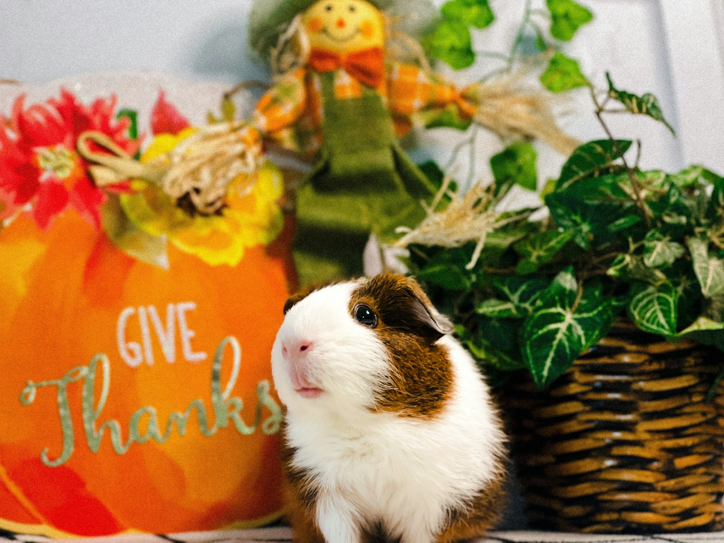 Friends-Giving Potluck