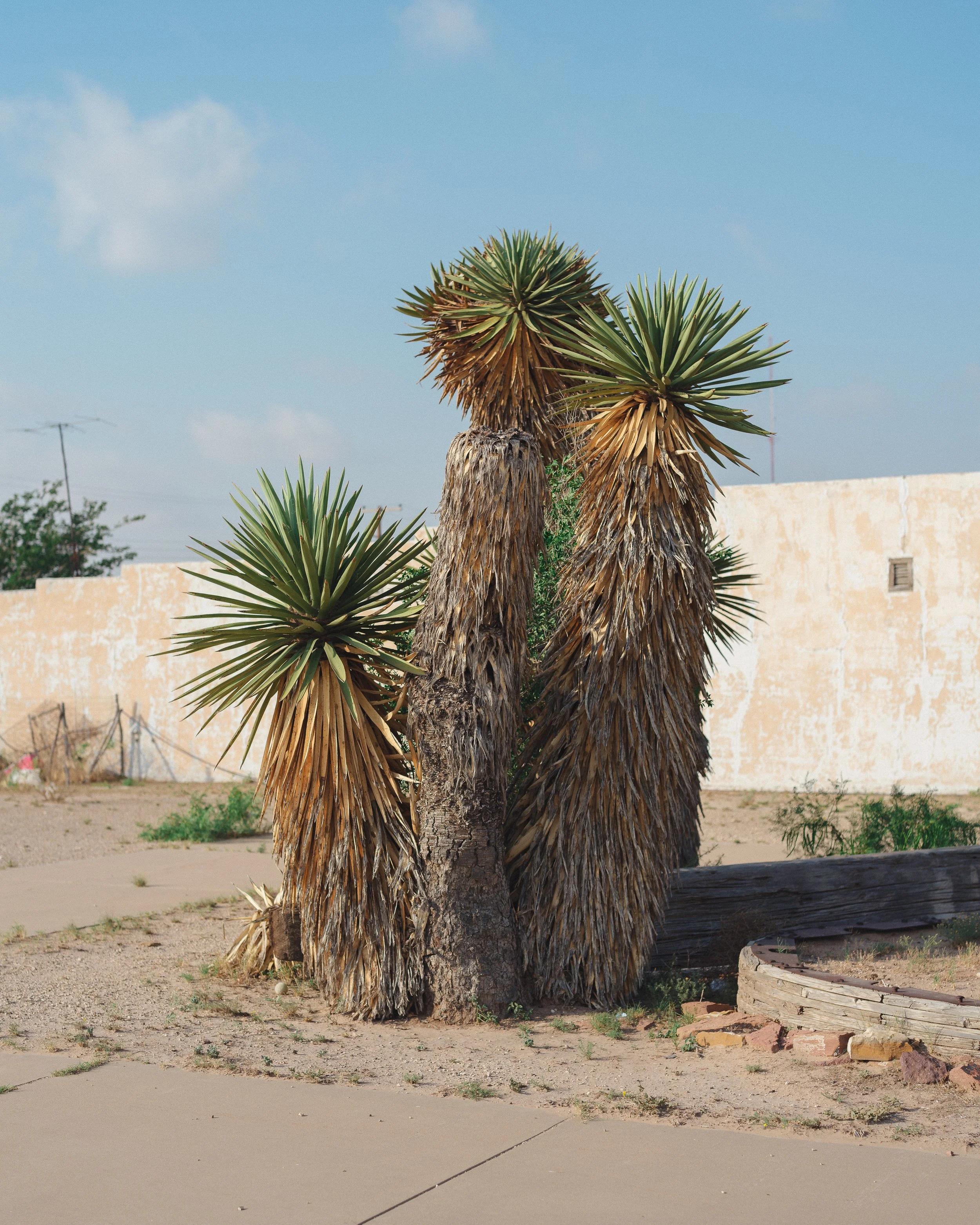 DSCF2321-3.jpg