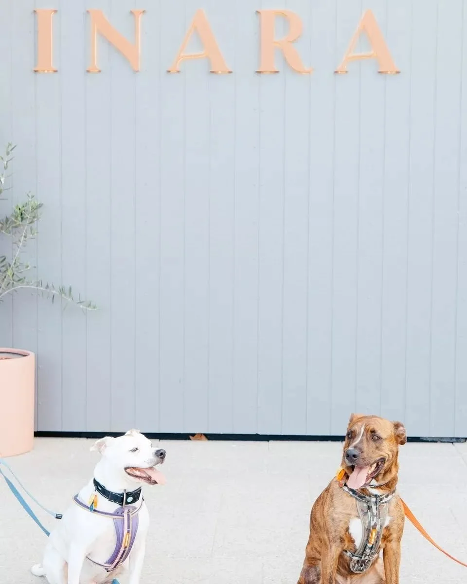 Staff meeting in progress. 🐾
Charlie and Arlo conducting the weekly quality check. 
Their verdict: 10/10, would dine here again.

We're dog-friendly on the alfresco terrace ~ come and say hi.