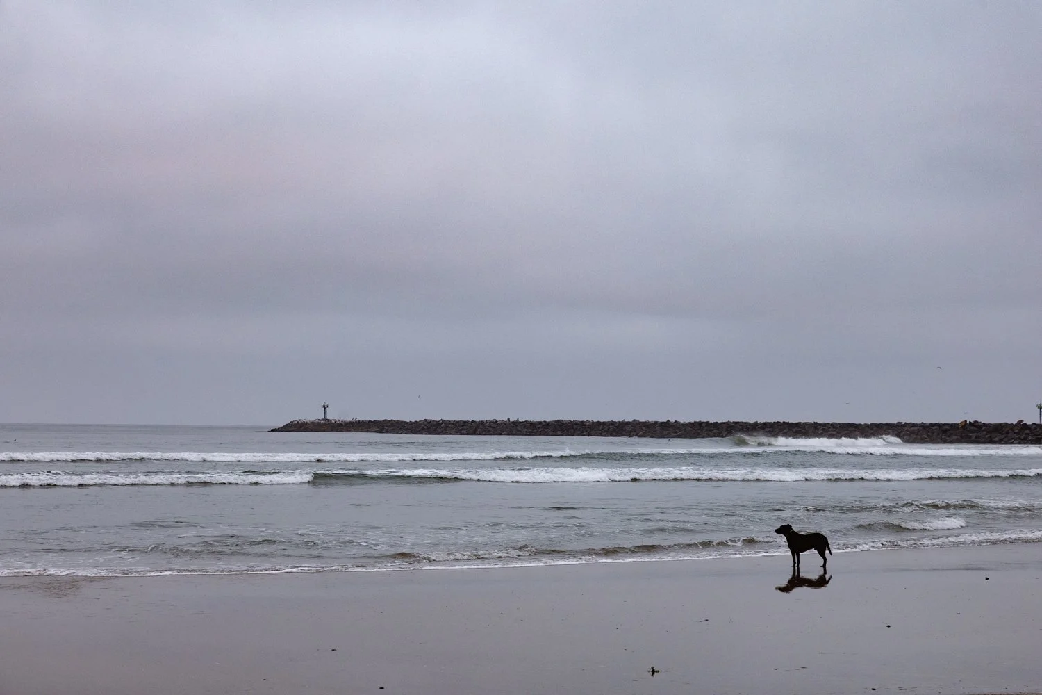 Dog Beach